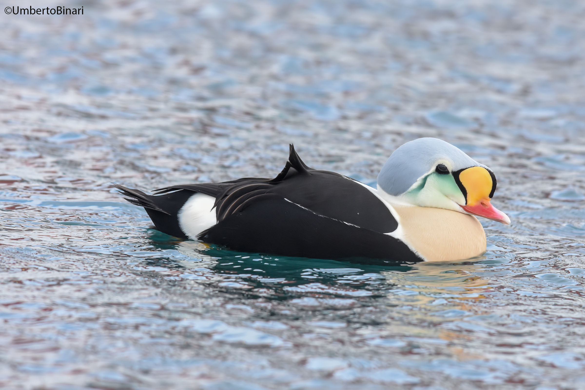 Re degli edredoni (Somateria spectabilis), King Eider...