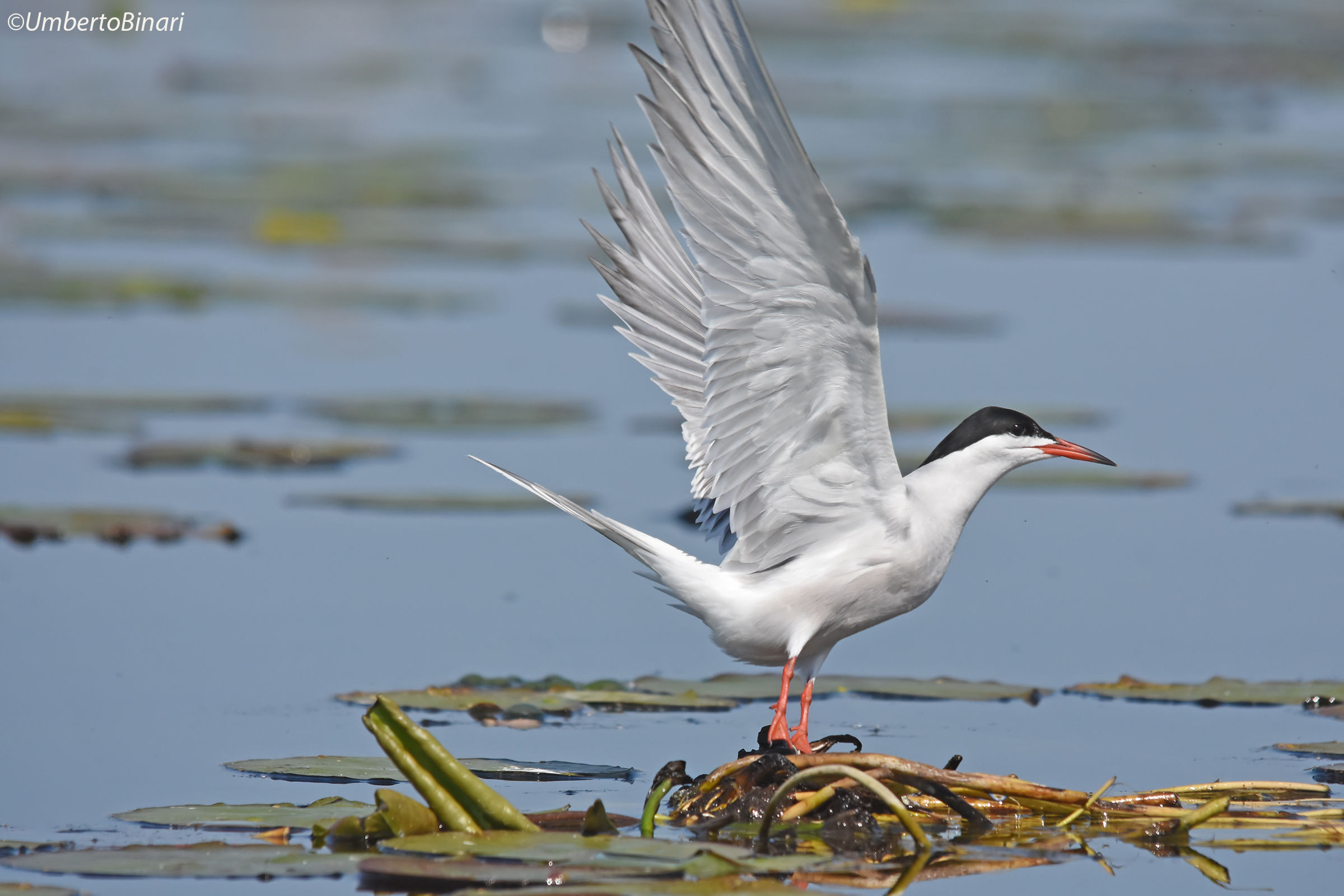 Common Tern (Sterna hirundo)...