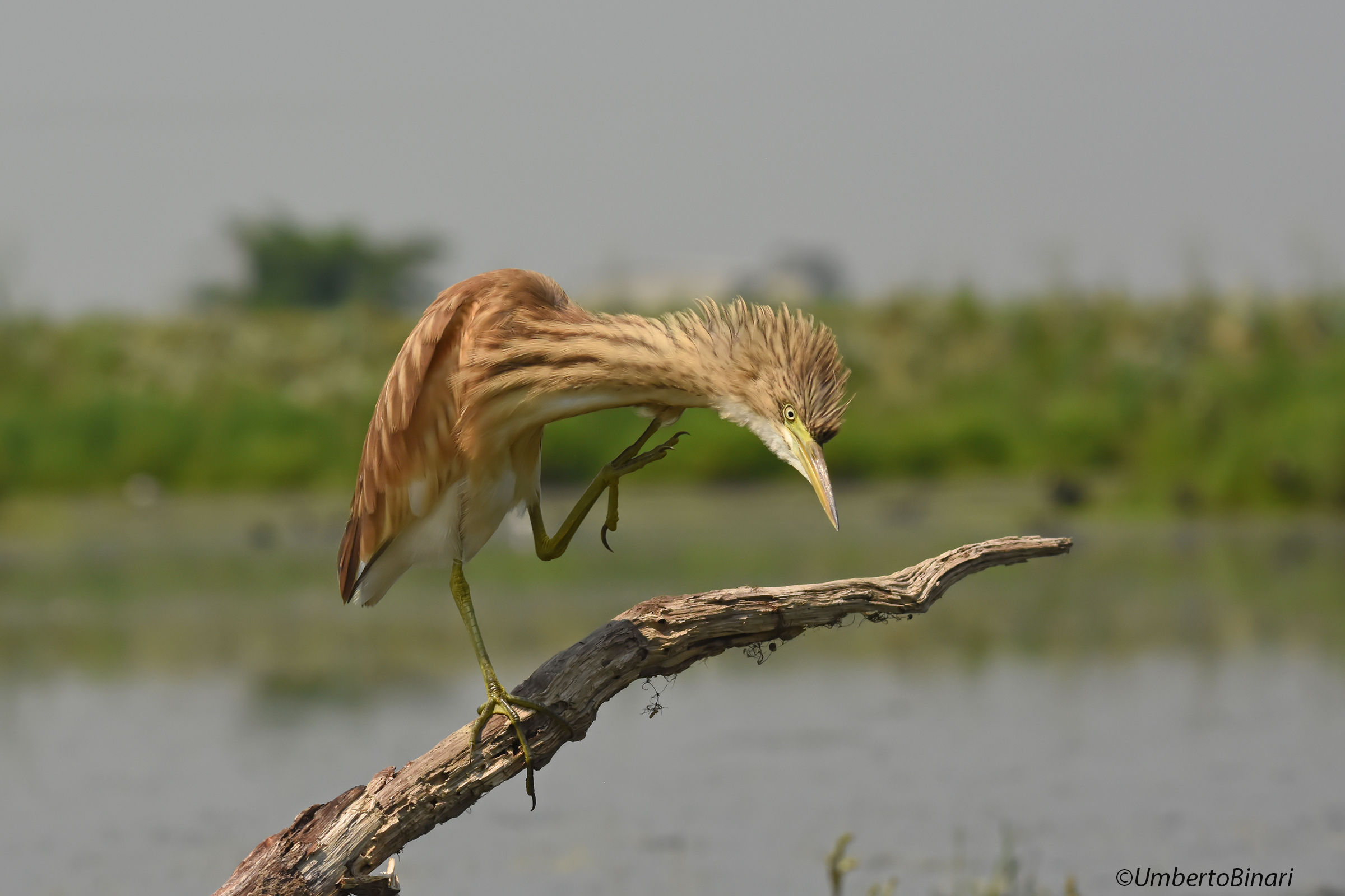 Squacco Heron...