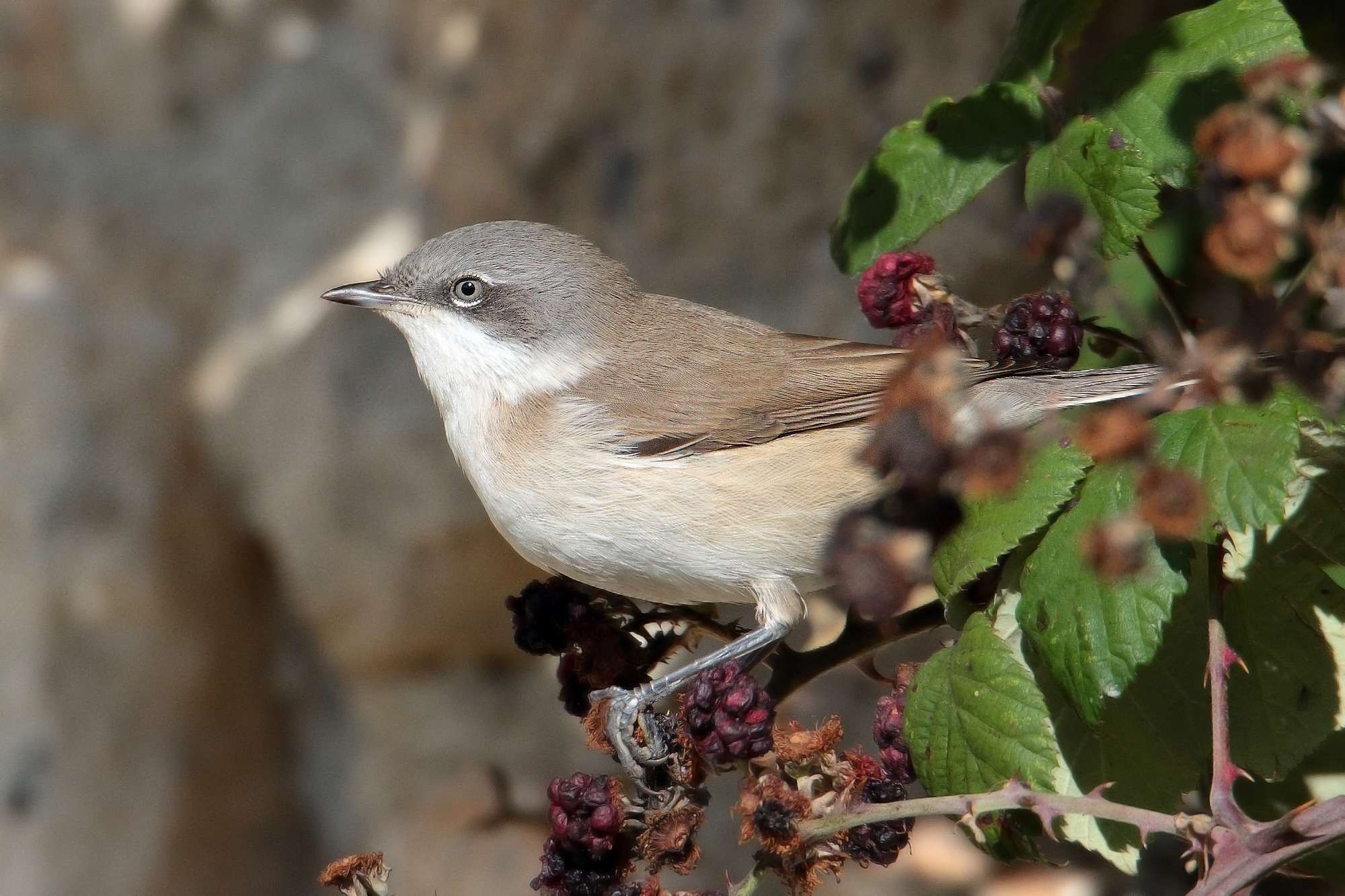 Lesser Whitethroat...