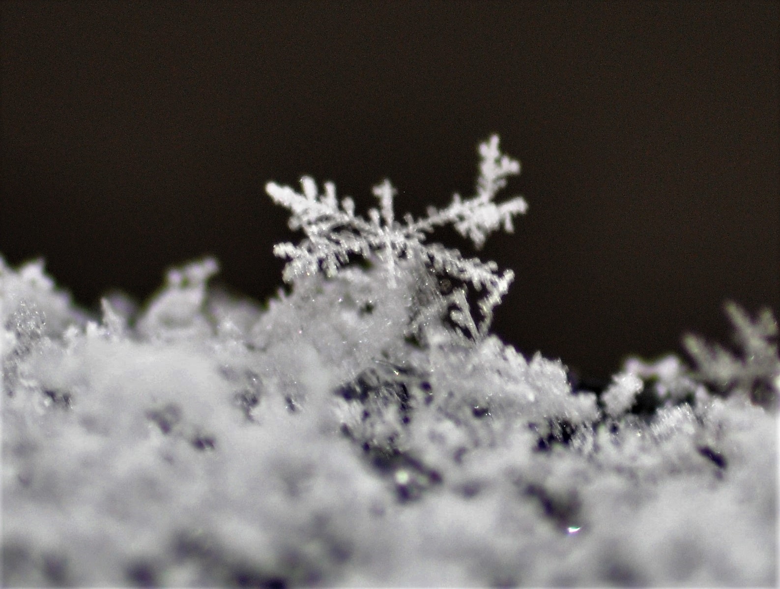 Snow Crystals...