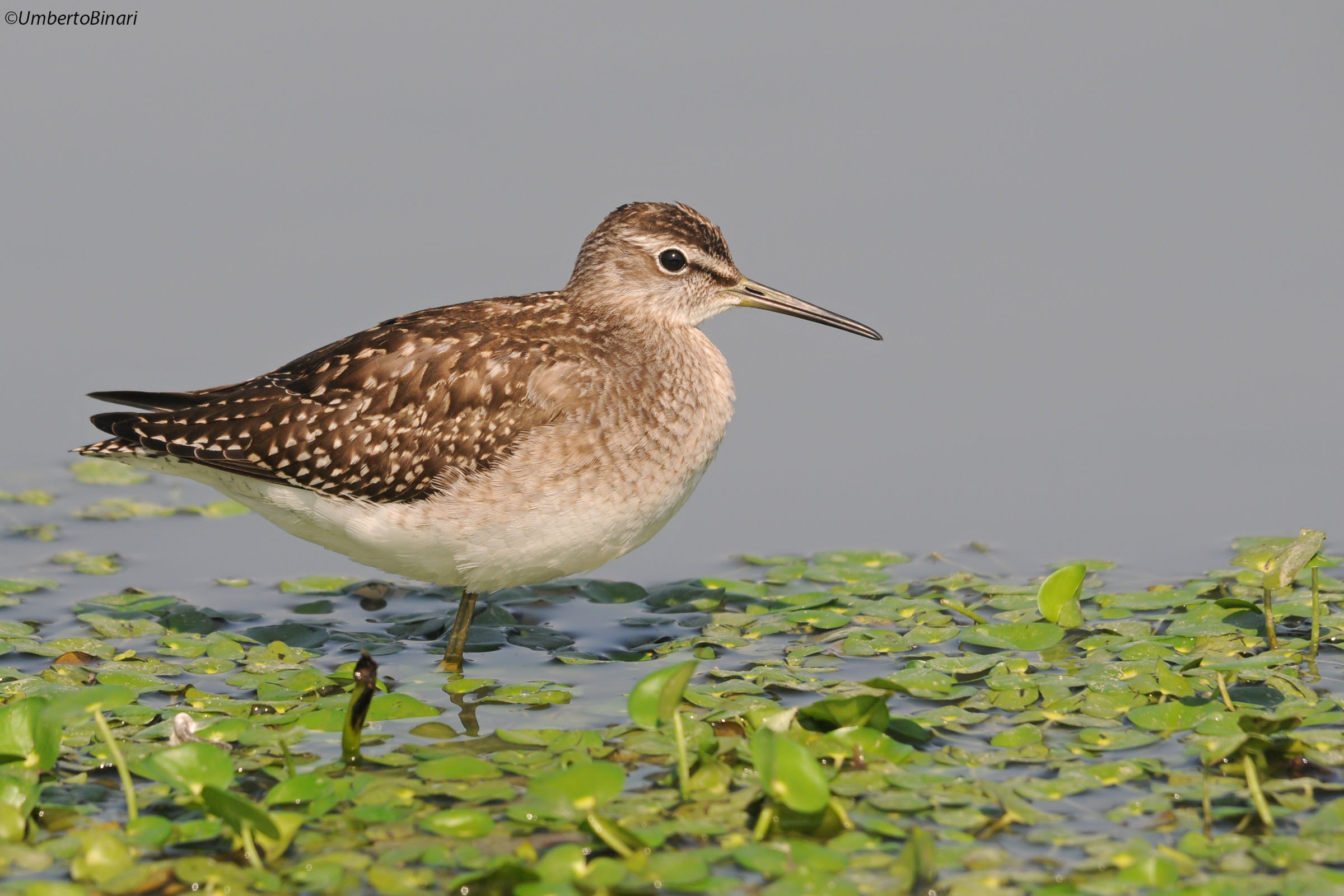 Piro piro boschereccio (Tringa glareola) Wood Sandpiper...