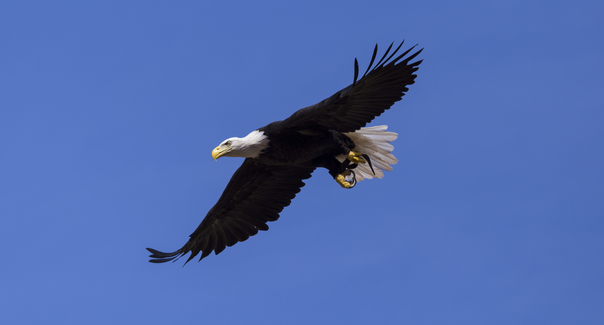 American Eagle 1...