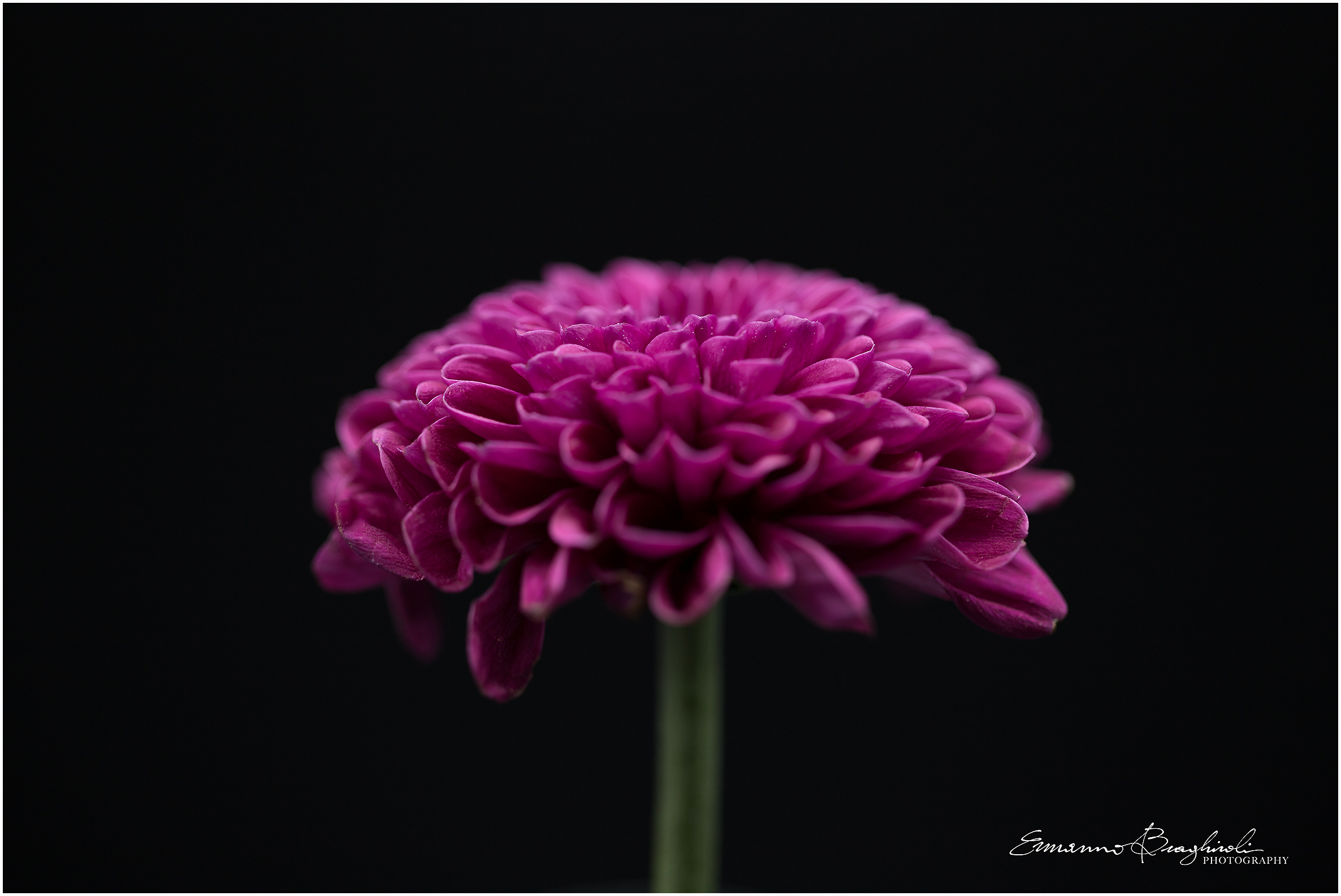 Purple Chrysanthemum...