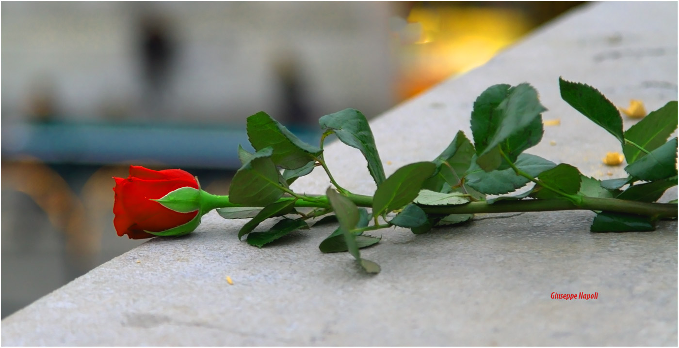 A rose on the Ponte degli Scalzi...