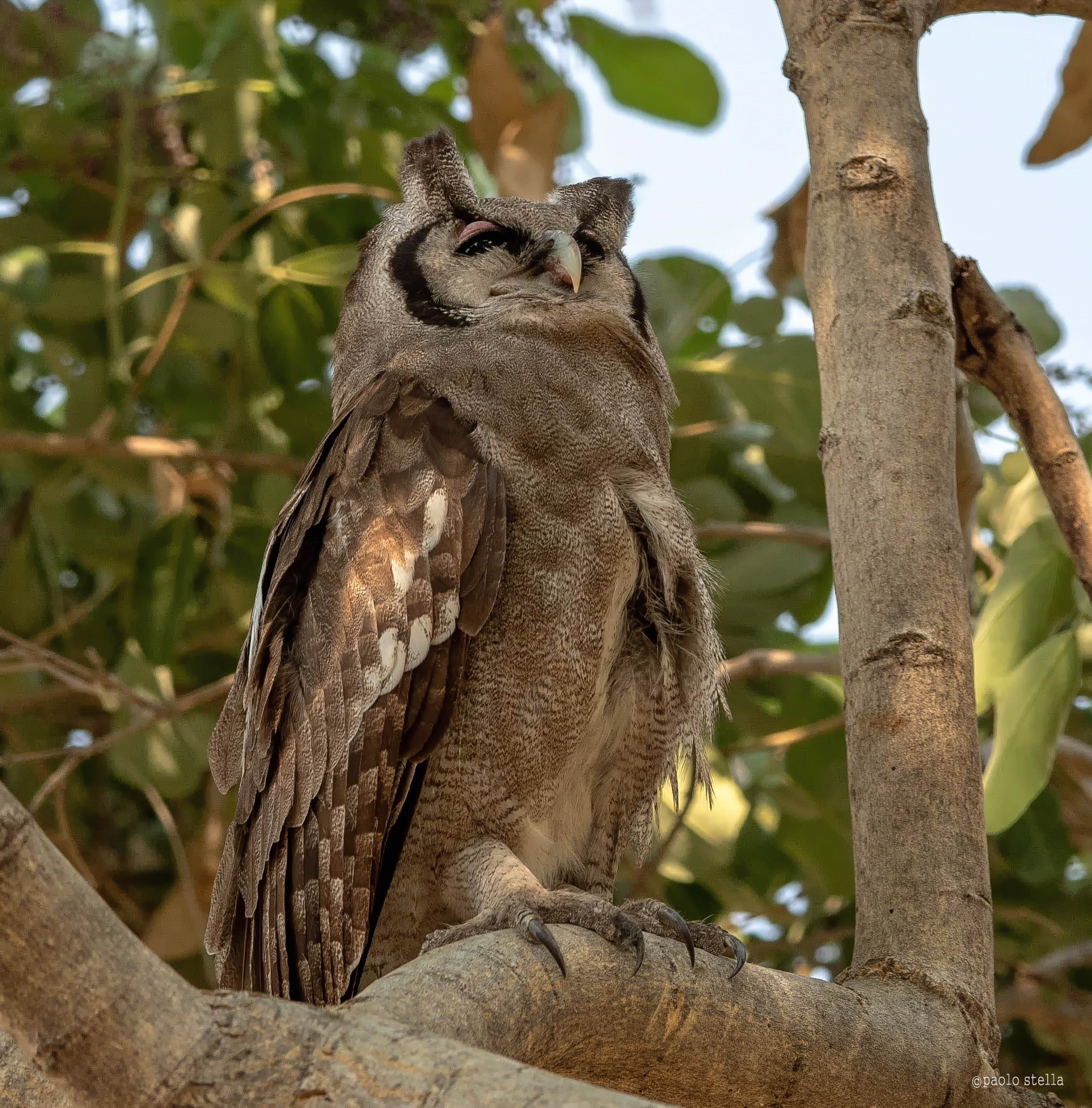 Verreaux's eagle-owl...