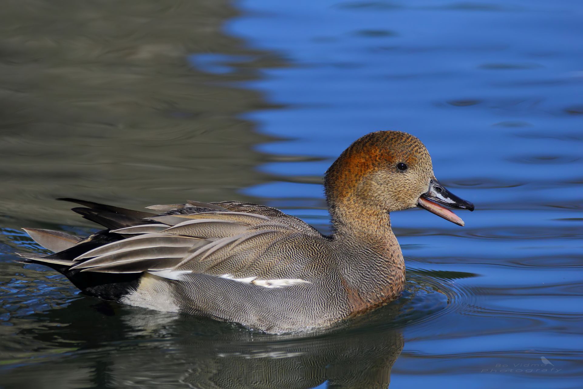 Hybrid between Wigeon and Gadwall and male......