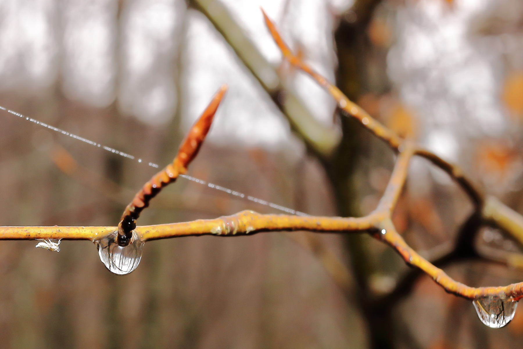 The forest in two drops of water...
