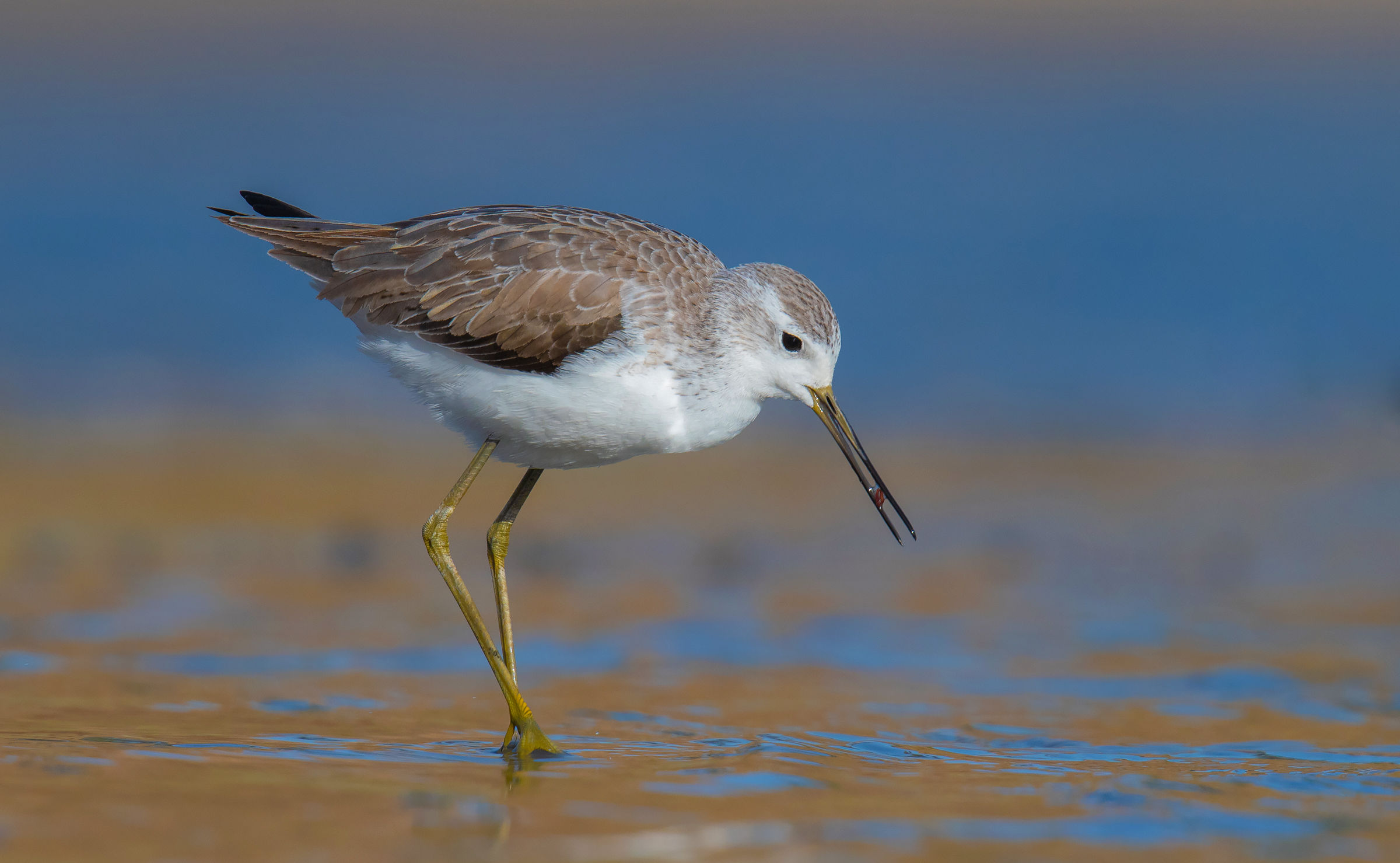 marsh sandpiper...