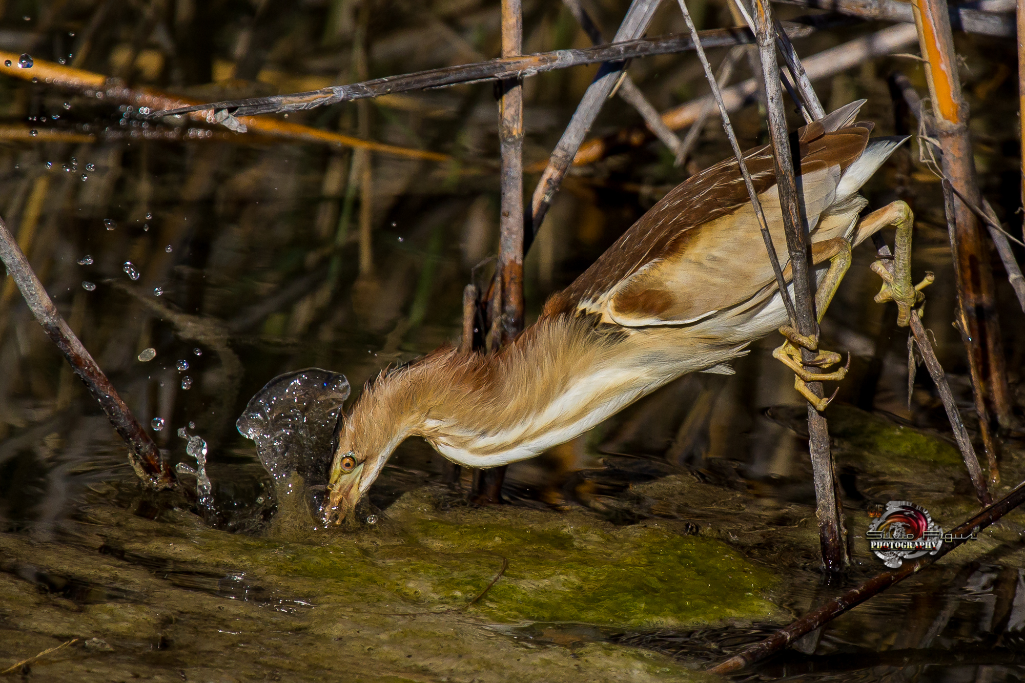 Little Bittern...