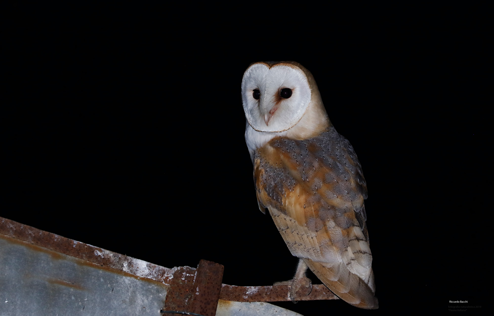 Barn owl and old scrap of the Casale Emiliano...