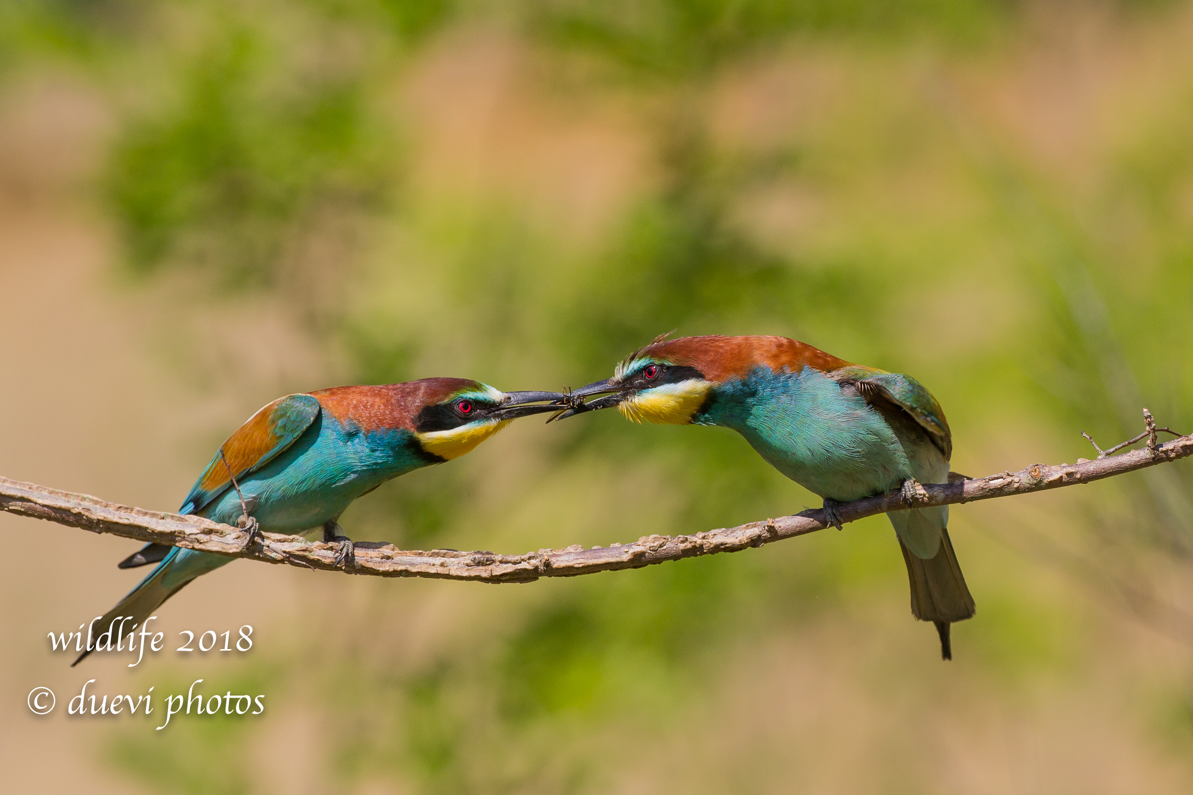 The Gift-Merops apiaster...
