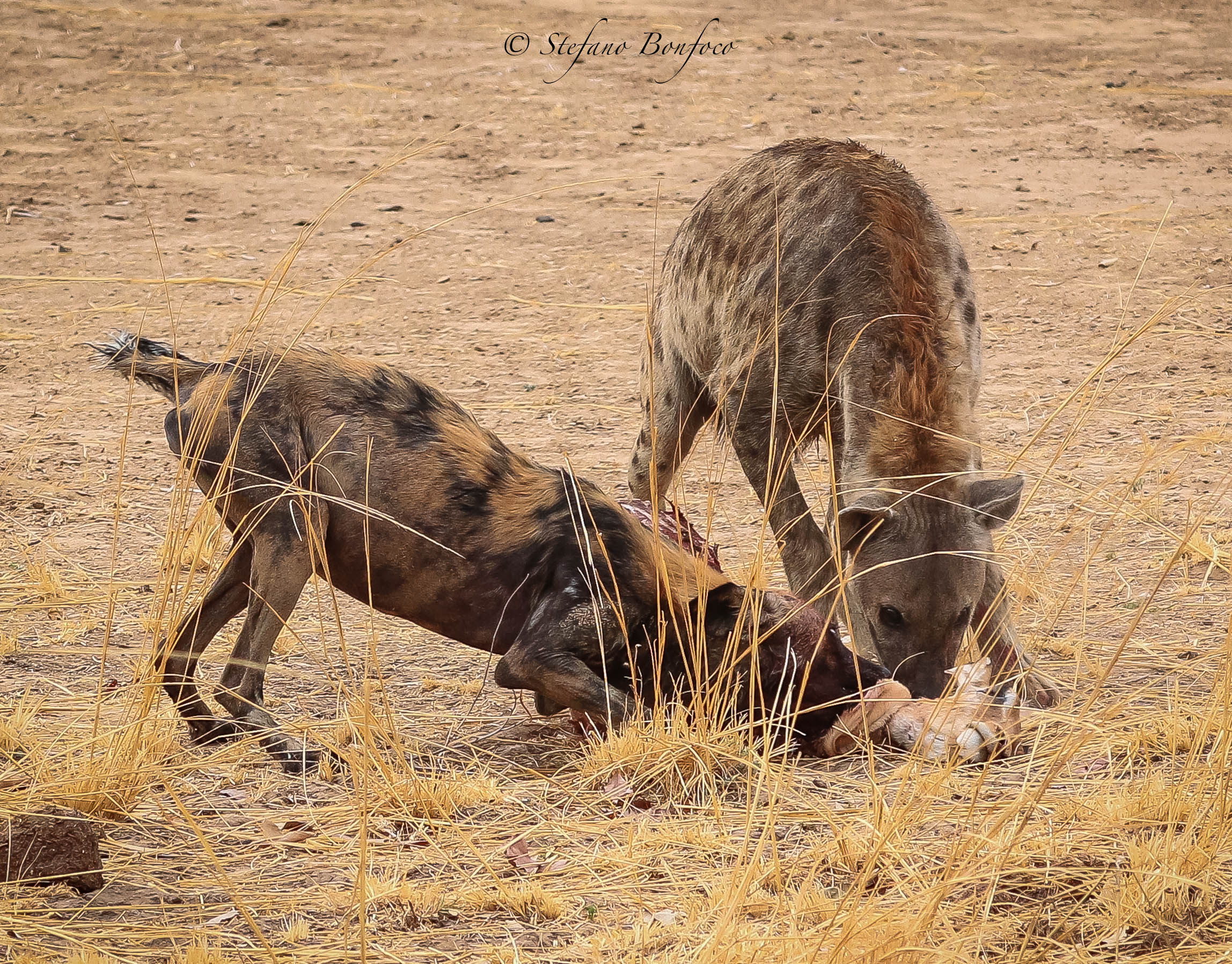 Hyena and Wild Dog...