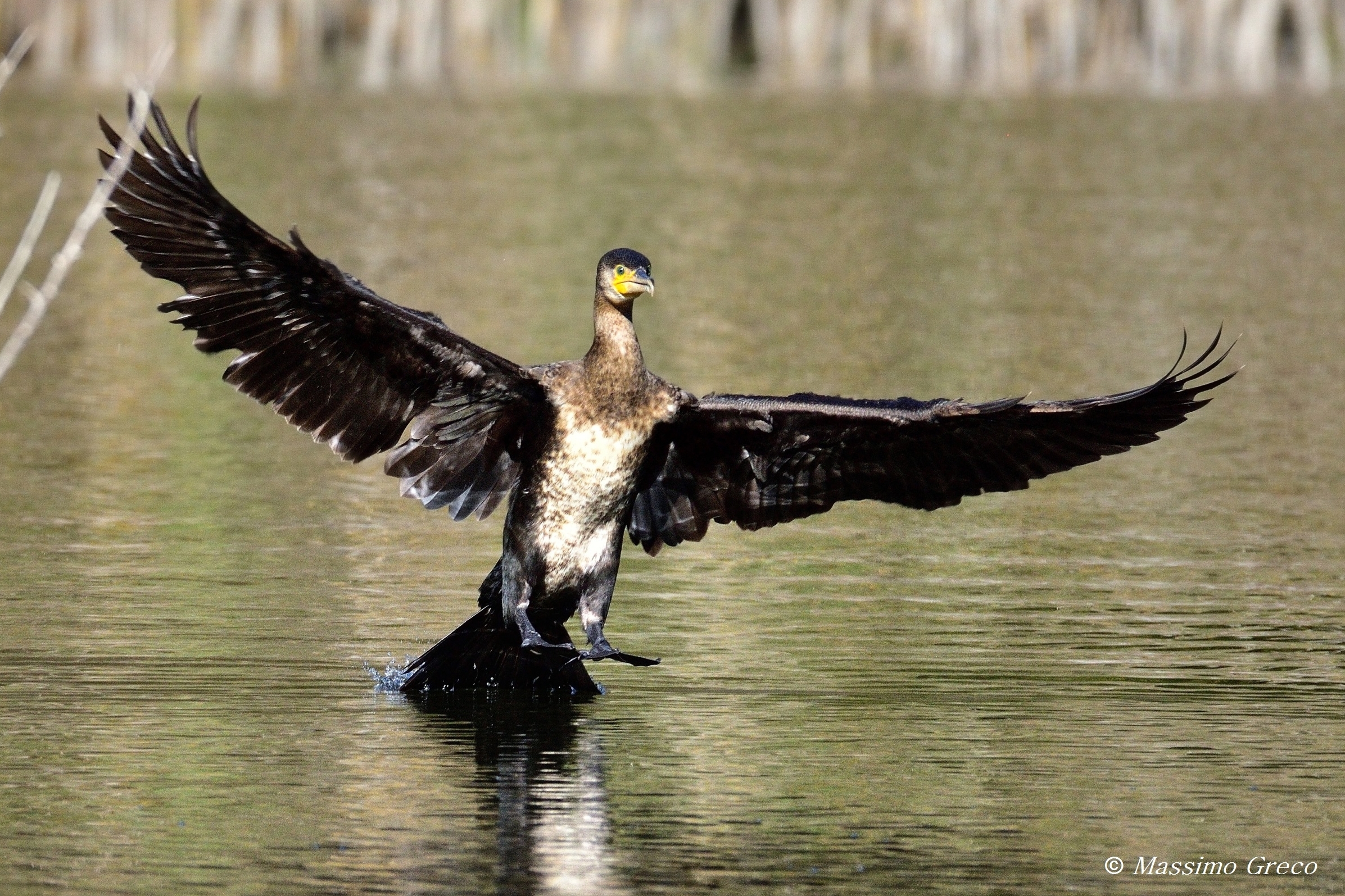 Cormorating in the ditching...