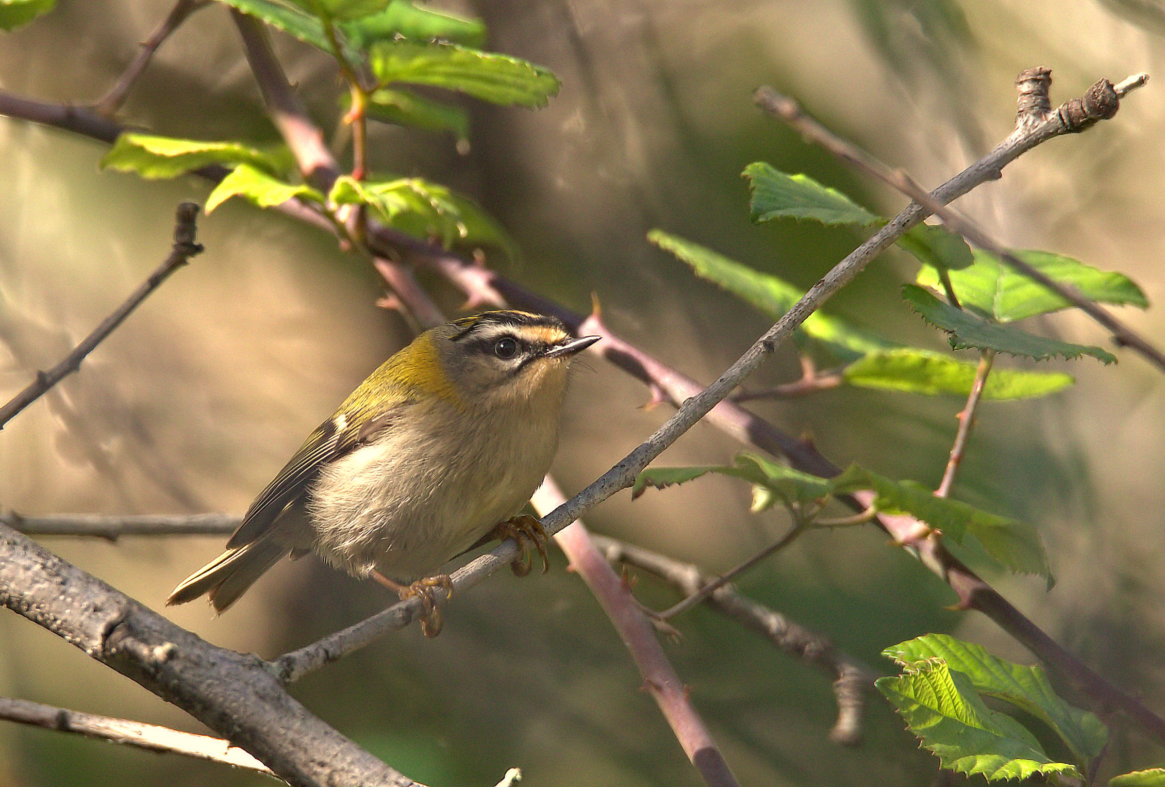 Firecrest...