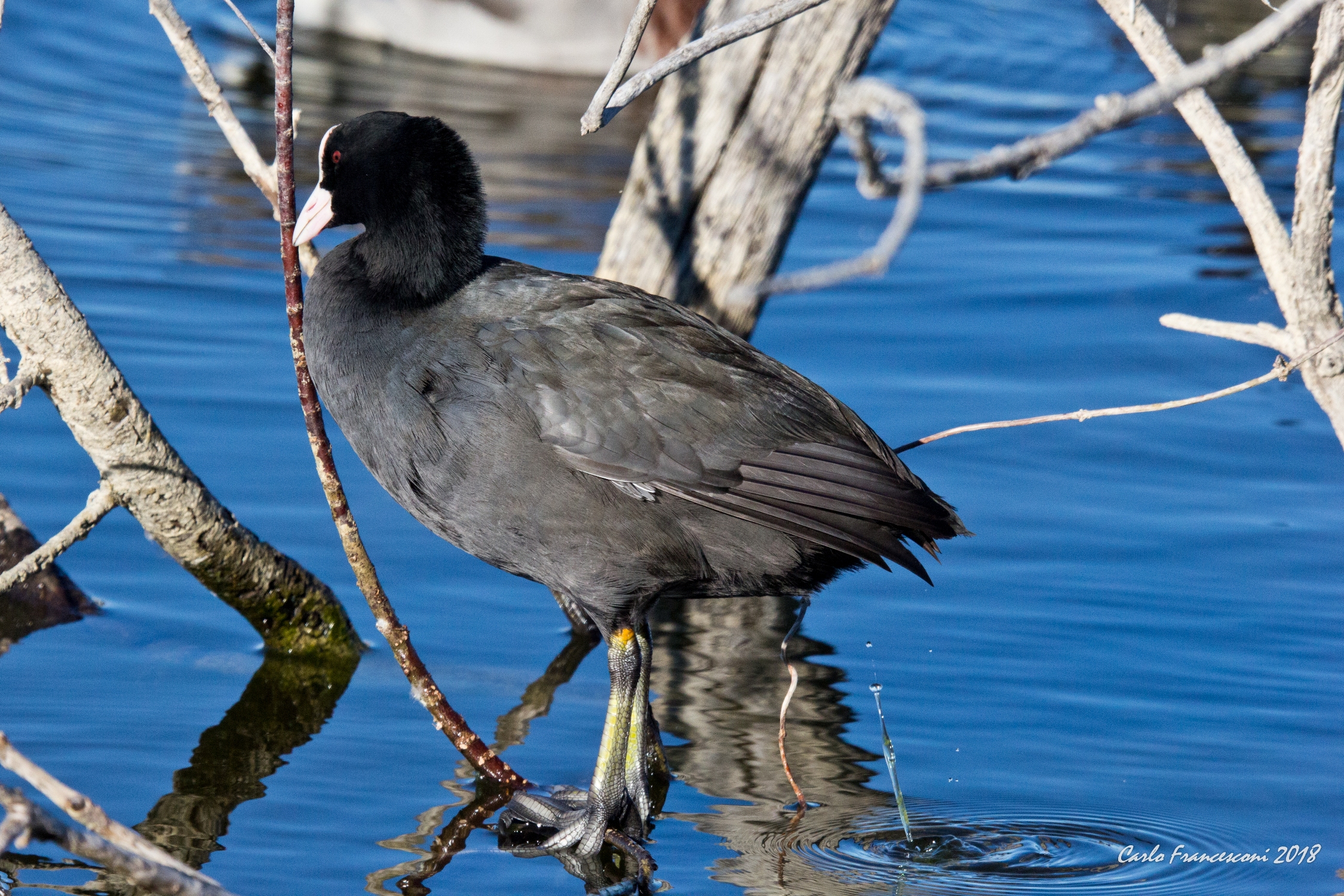Dirty and Rude Coot...