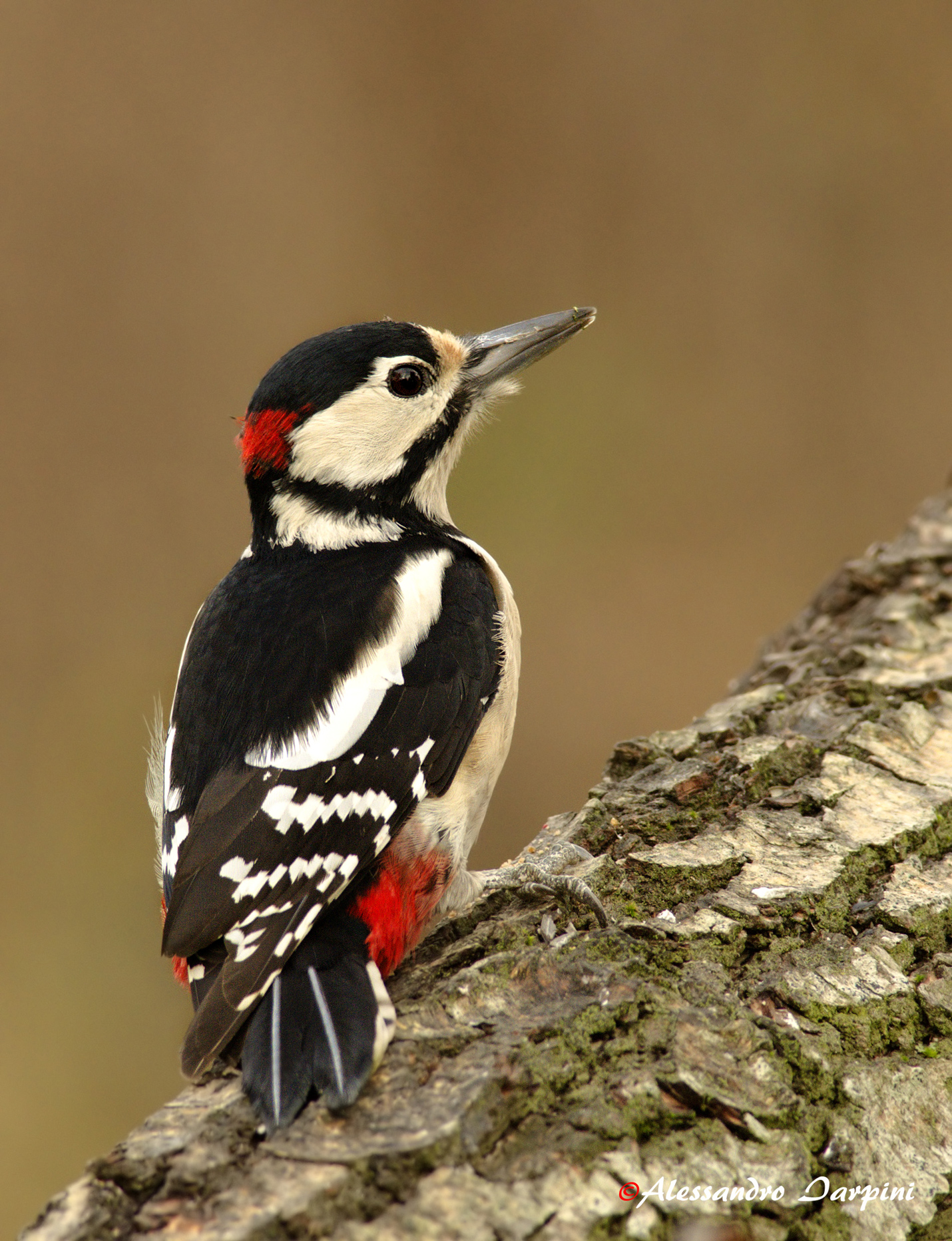 Great Spotted Woodpecker 2...