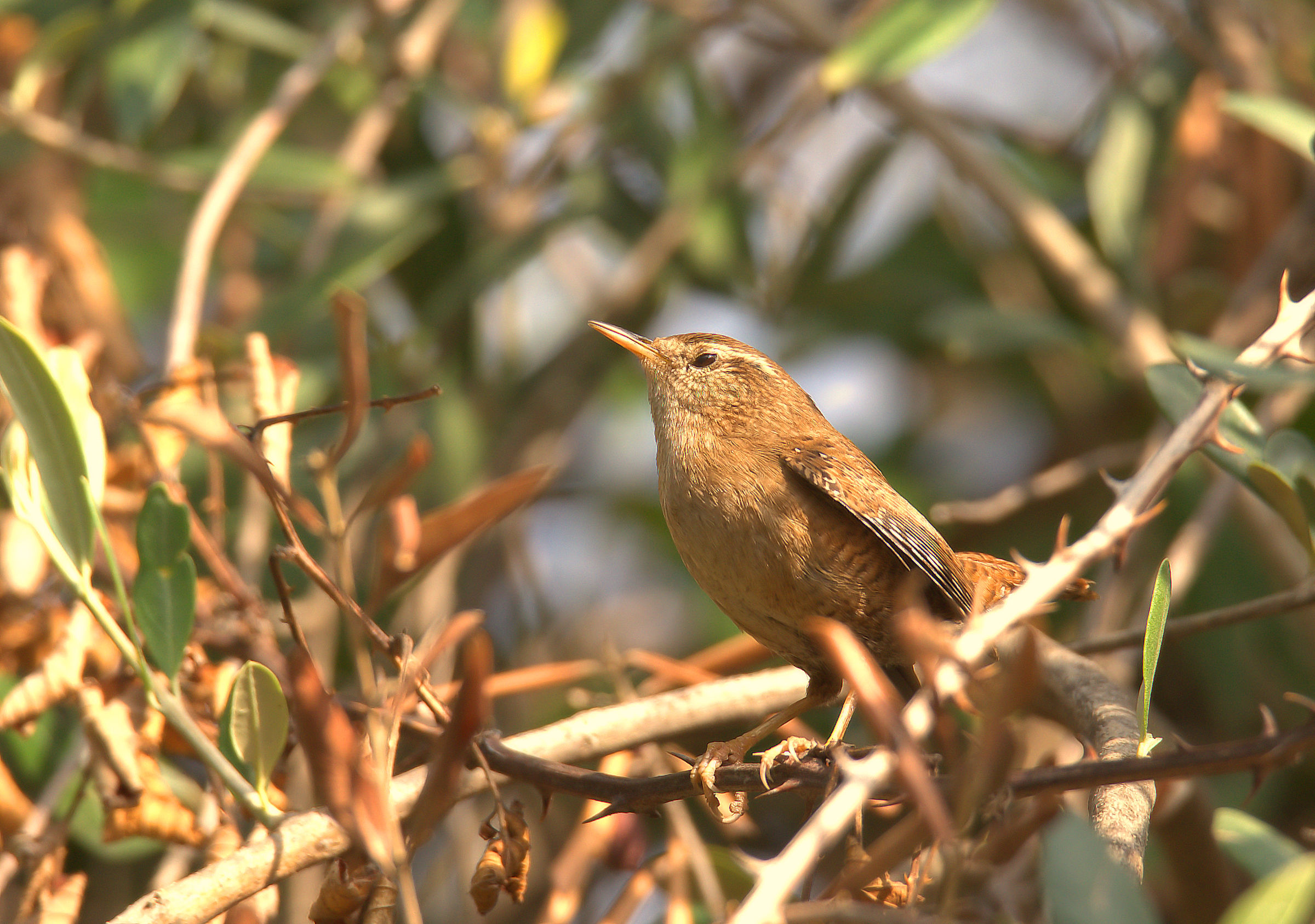 Wren...