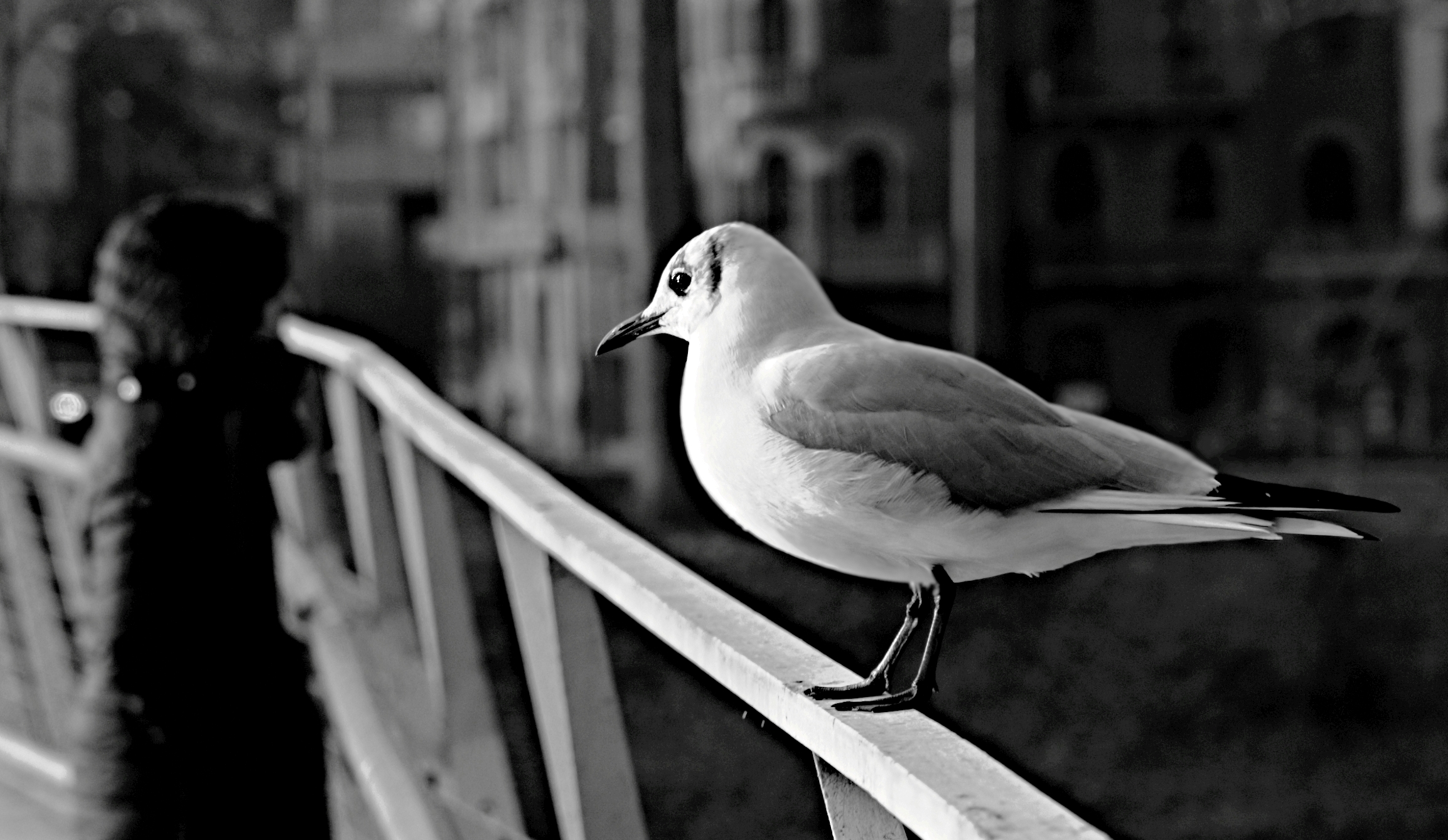 The Seagull of the city...