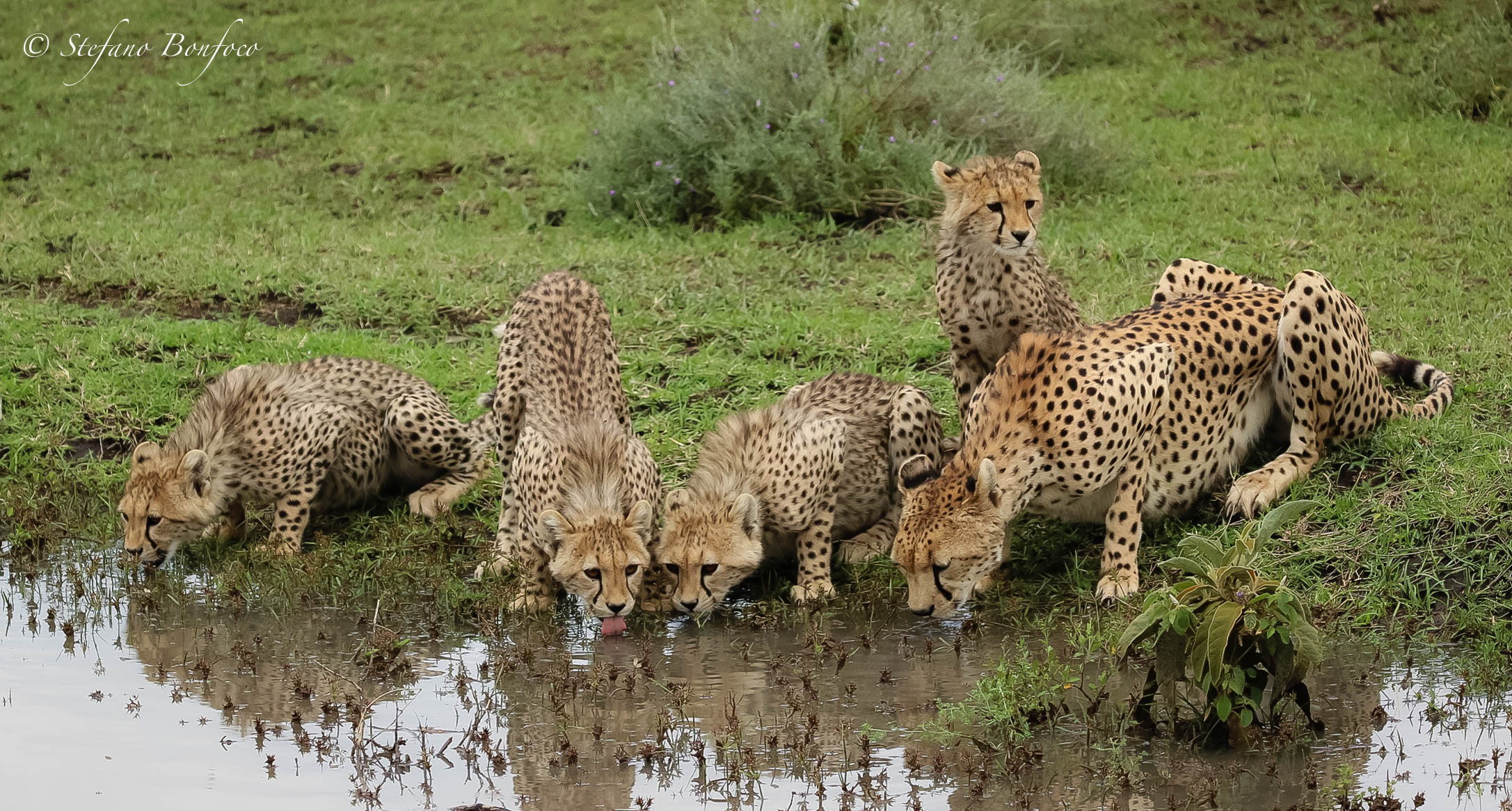 Cheetahs family (Acinonyx jubatus)...