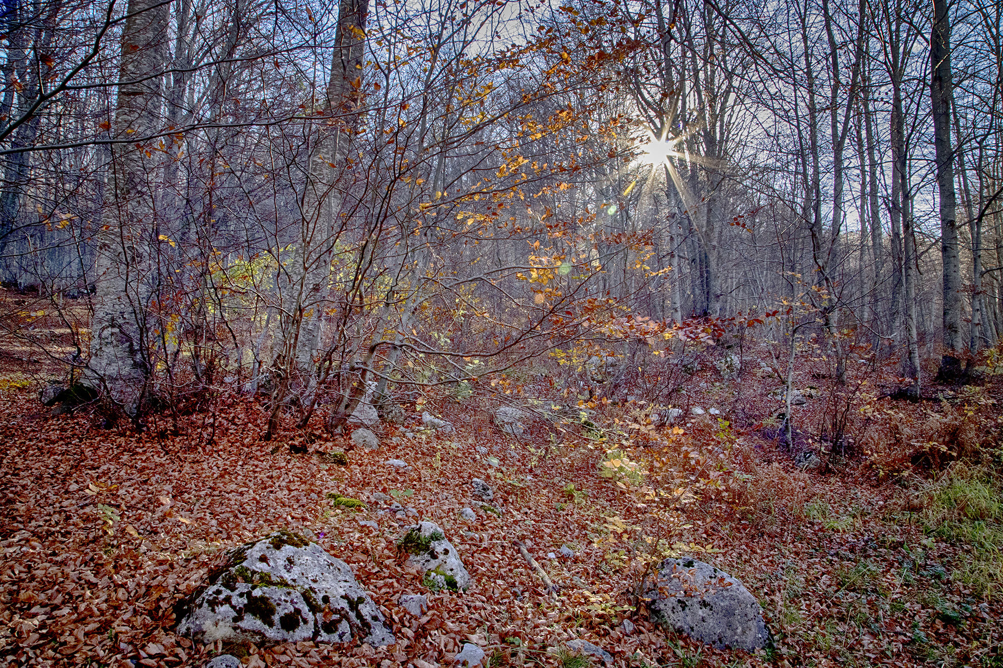 Foliage 2...