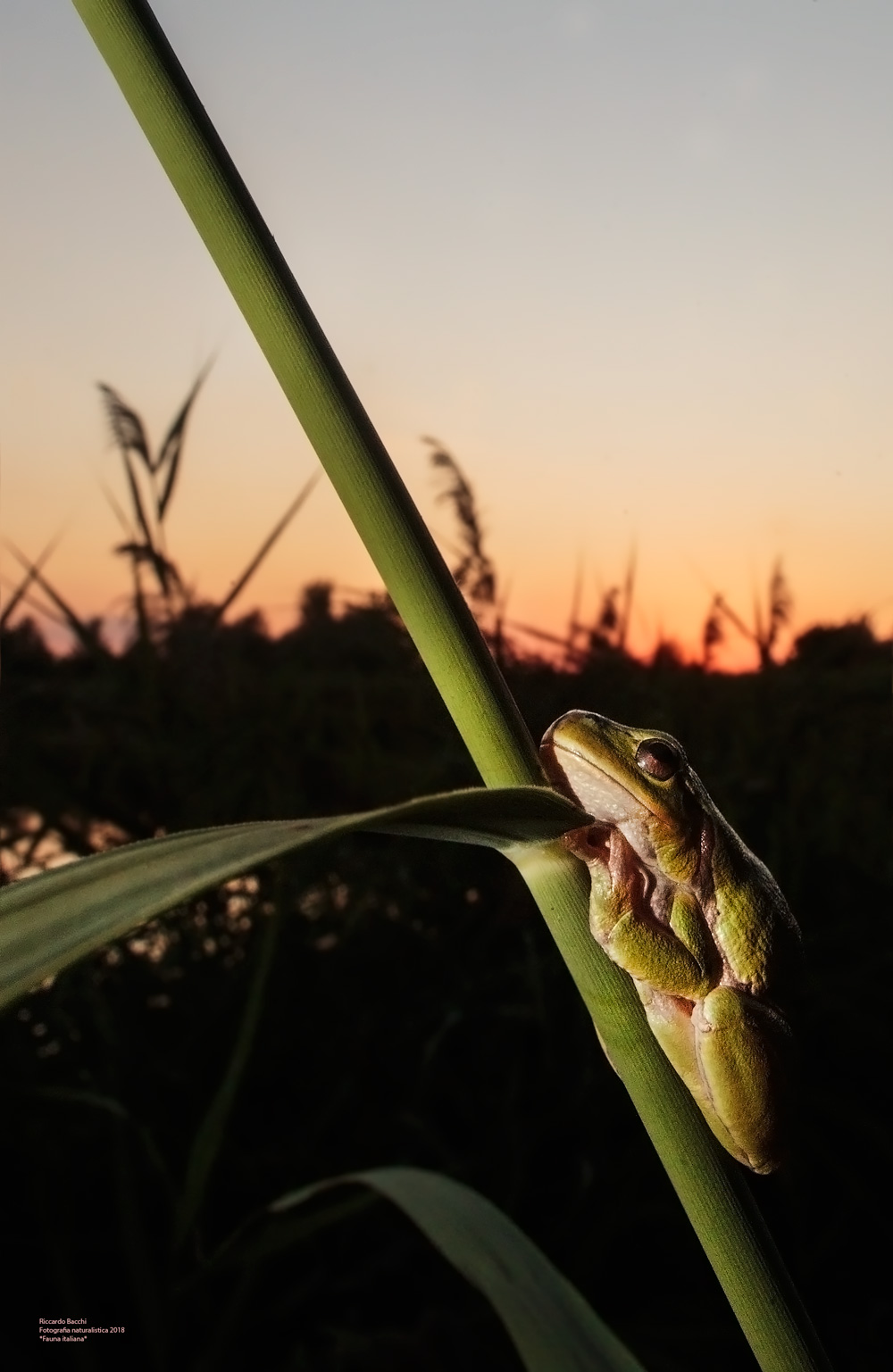 Tree Frog at sunset...