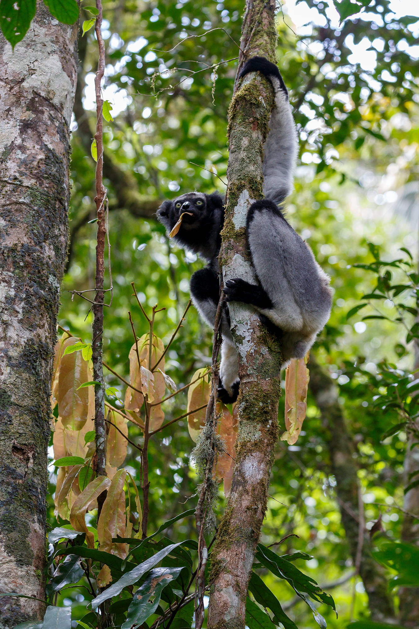 Indri Indri...