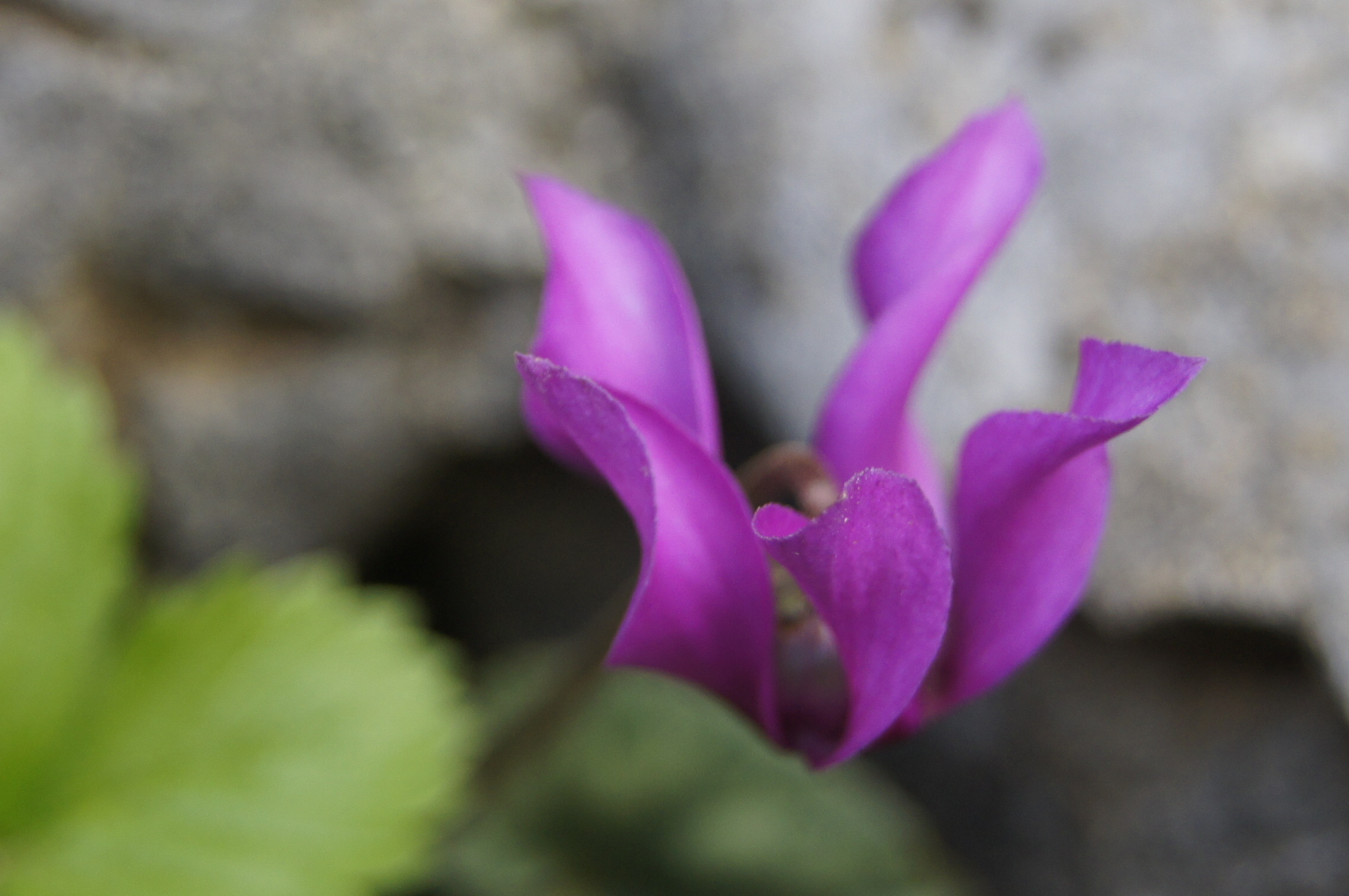 Cyclamen...