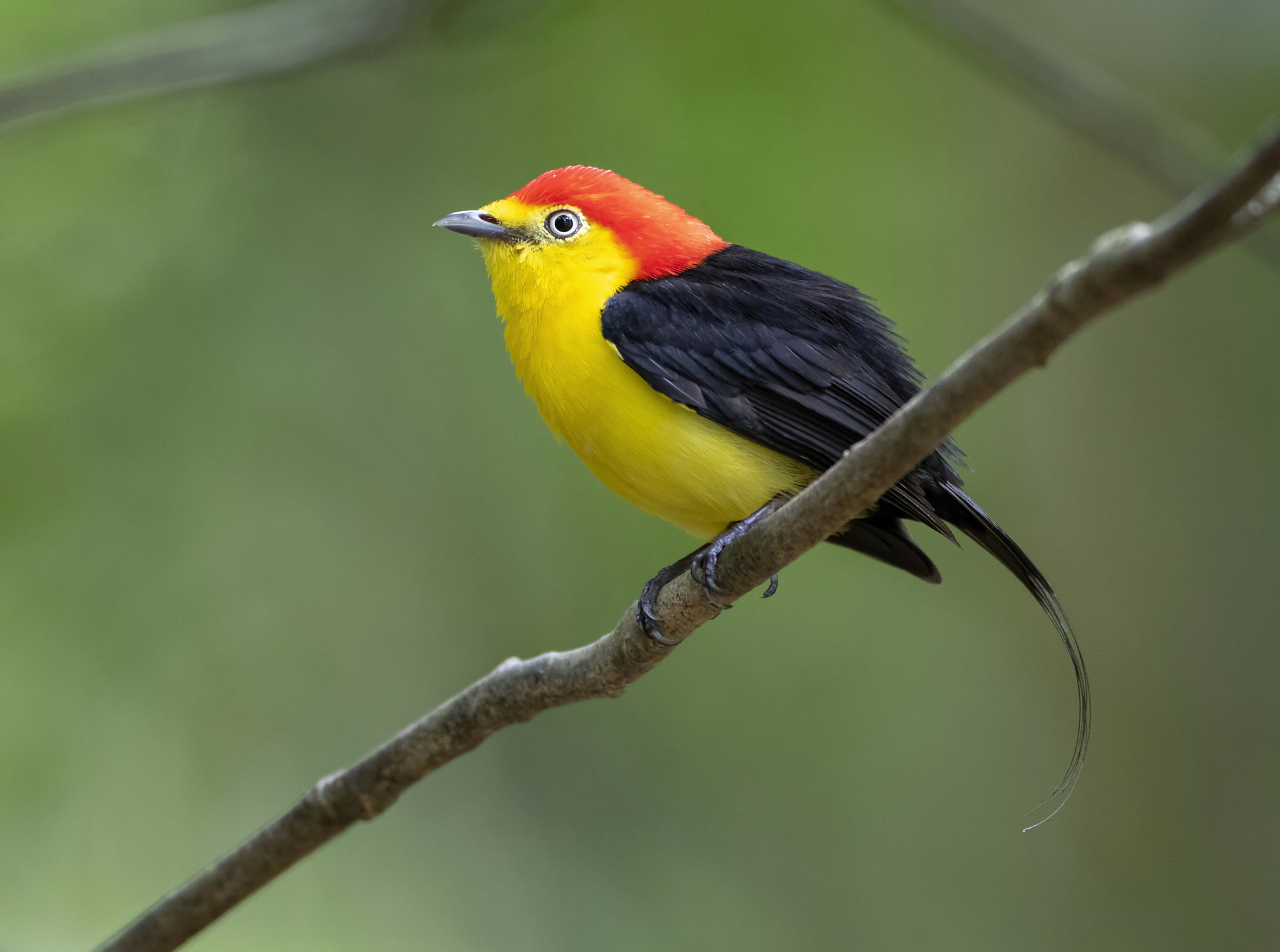Wire-tailed Manakin...