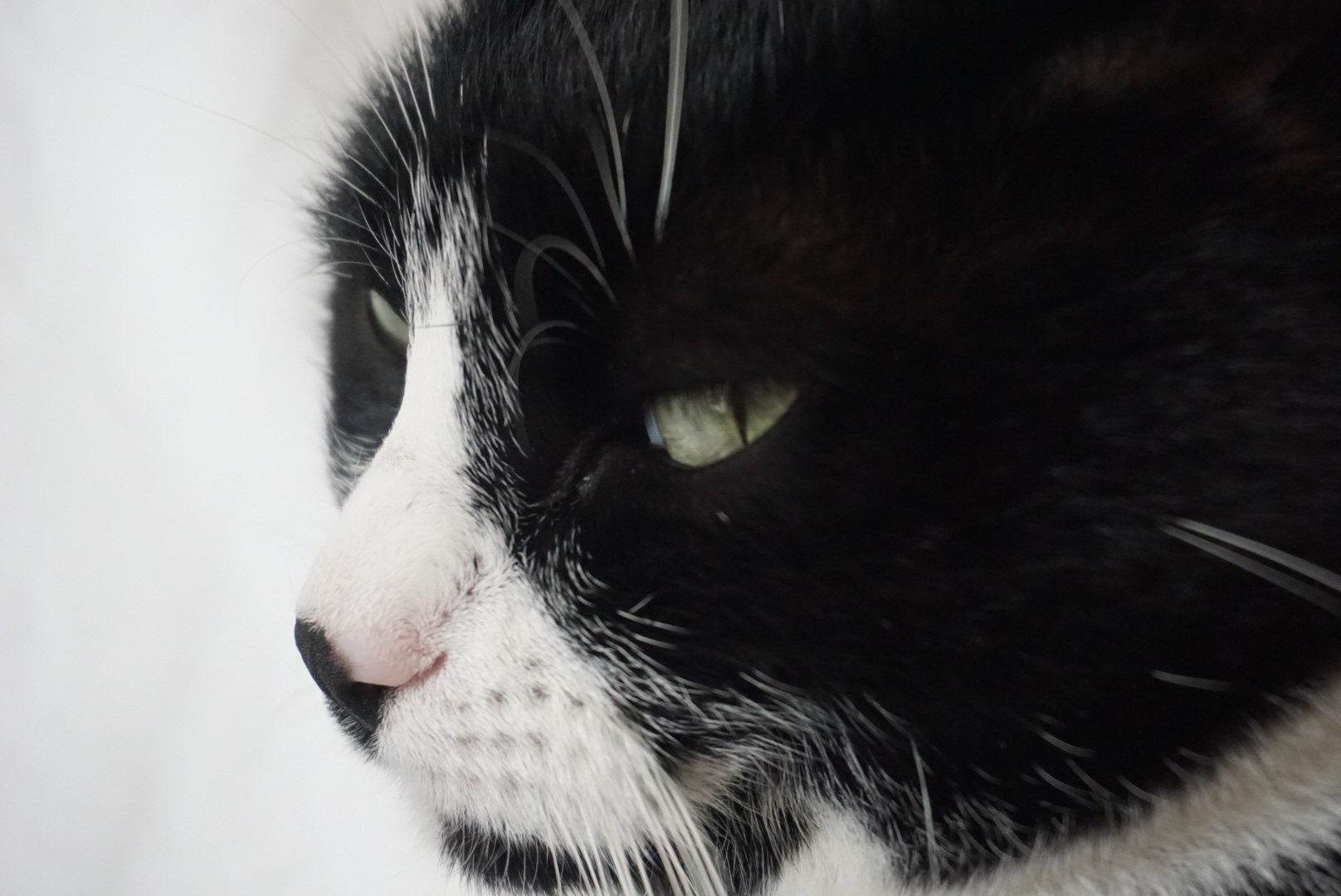 Minou ...