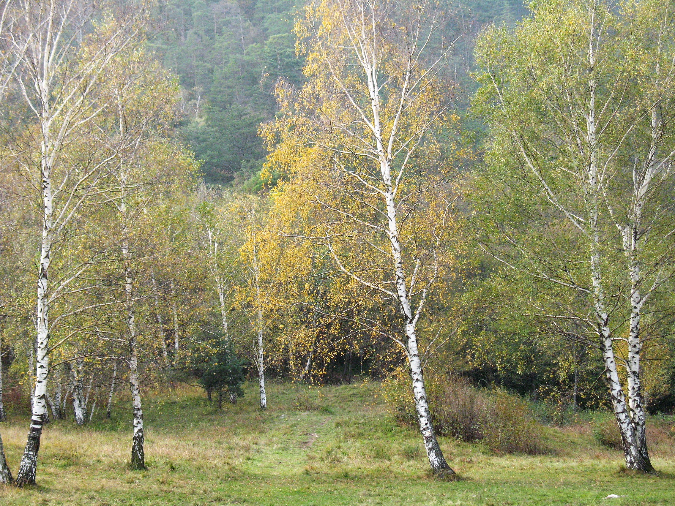 Birch in Autumn...