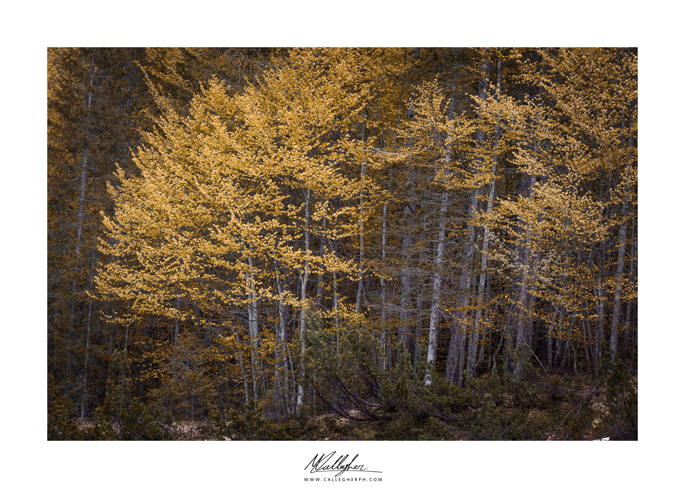 Oro nel bosco...