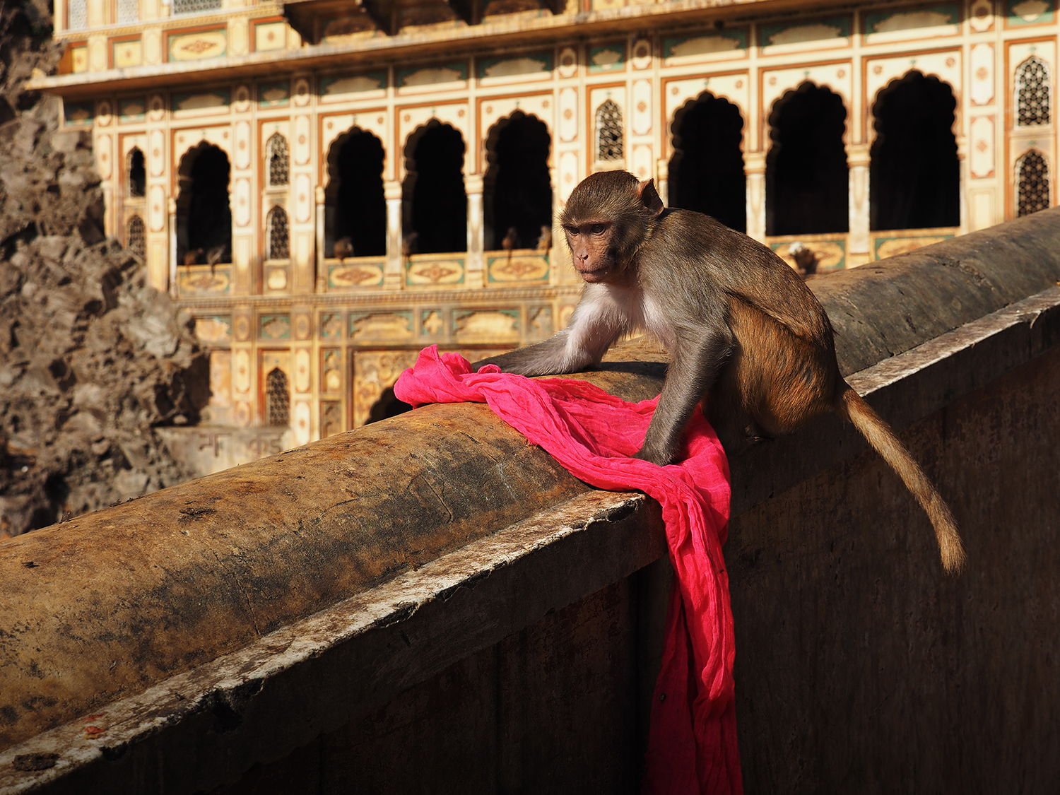 Monkey Temple-Jaipur-Rajasthan-India...