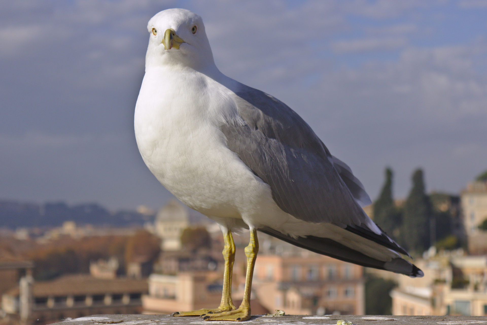 A seagull in Rome...