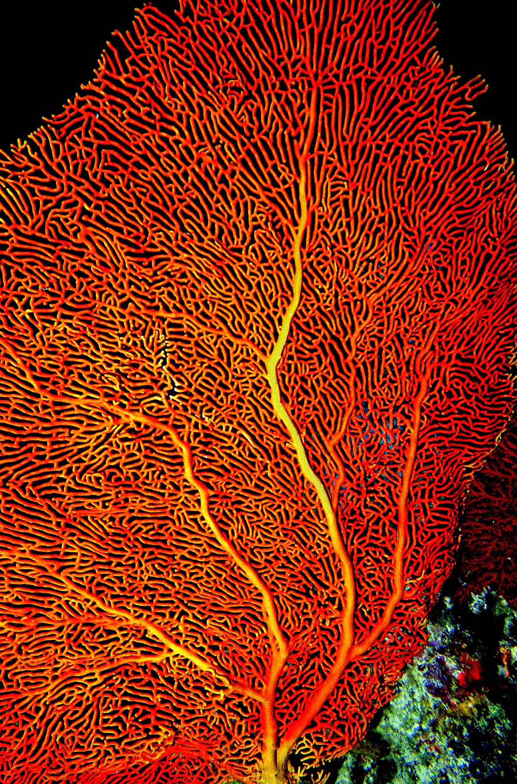 Coral Praslin (Seychelles)...