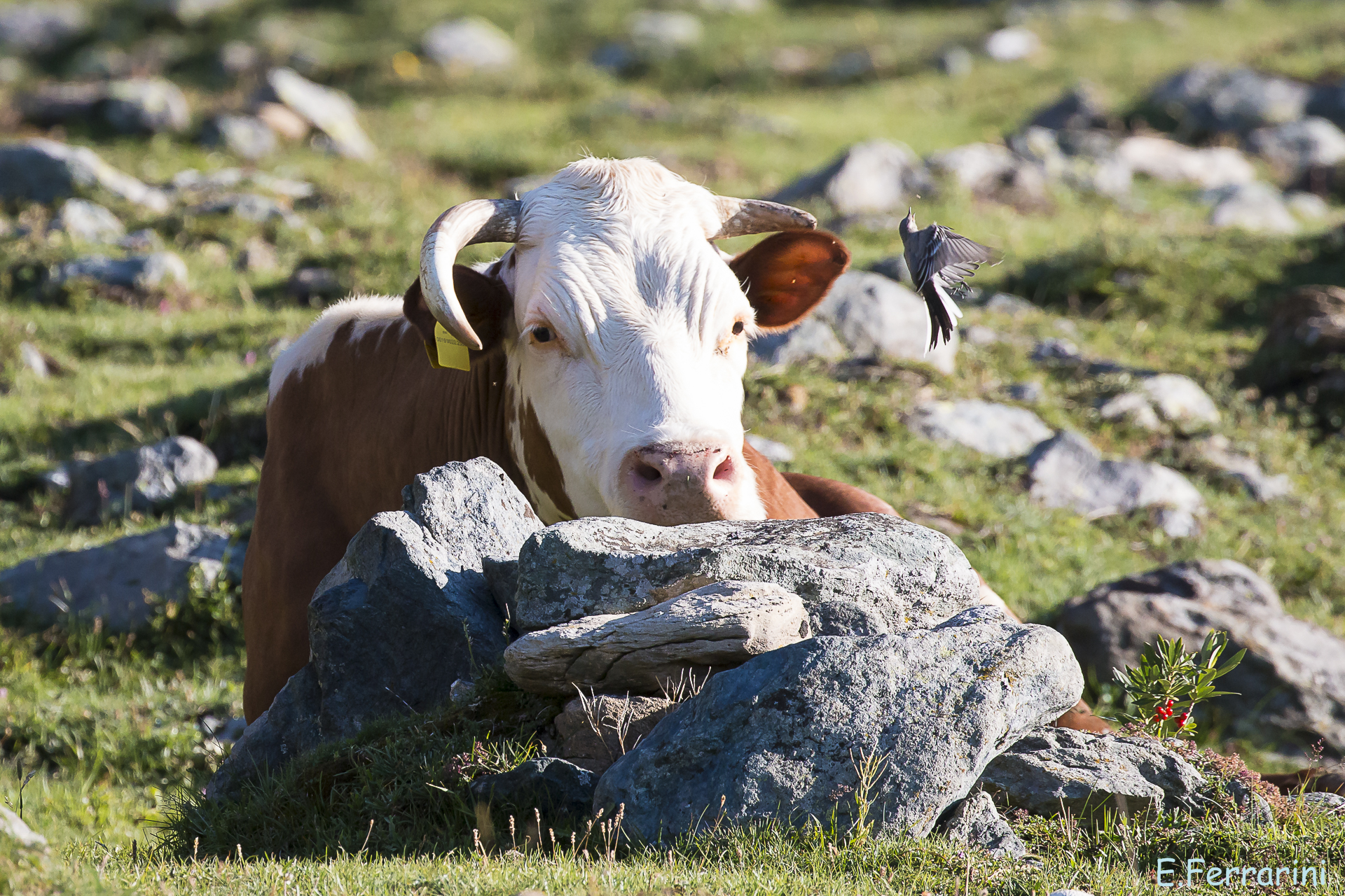 The cow and the ballerina...