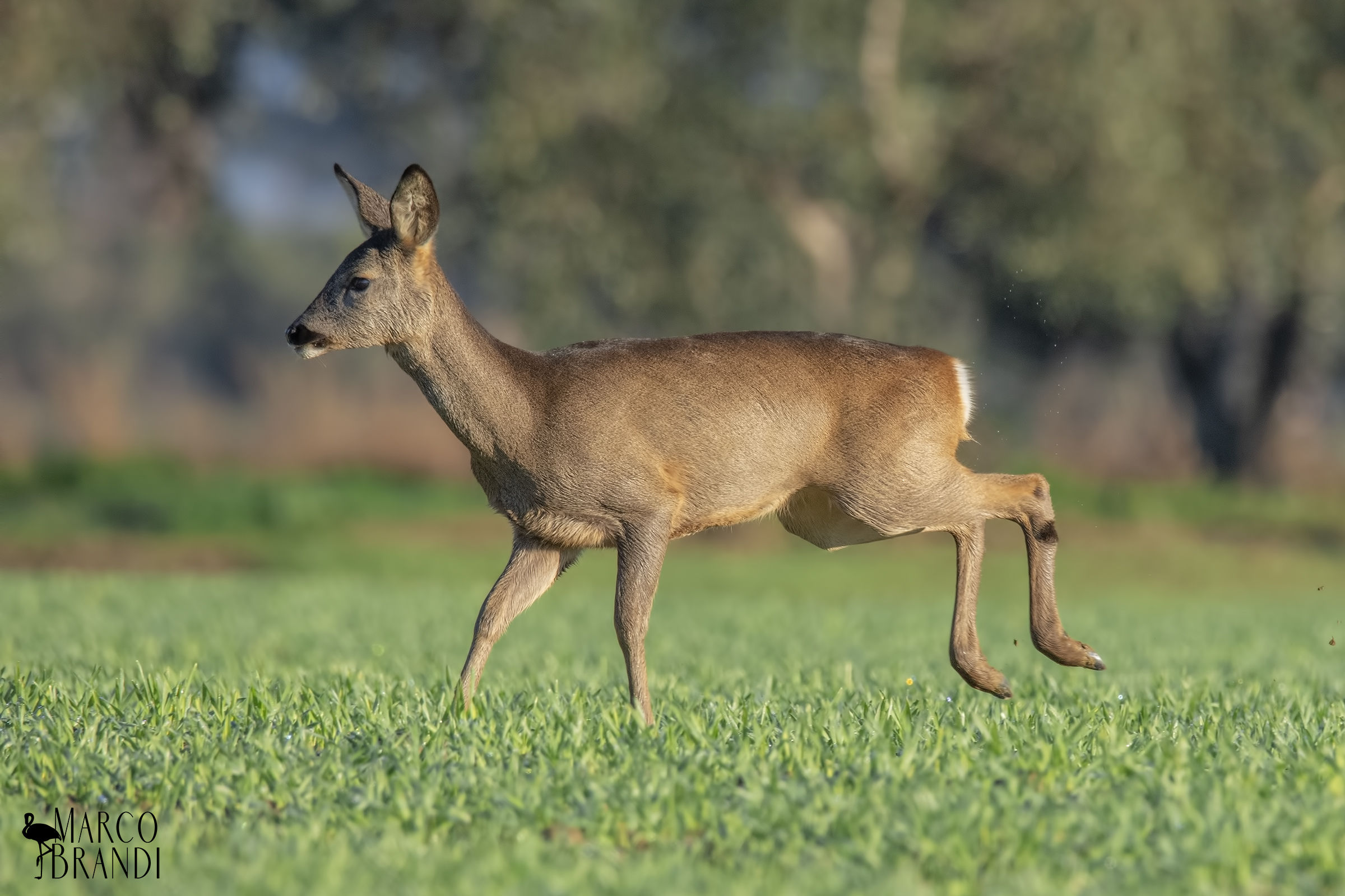 Female roe Deer...