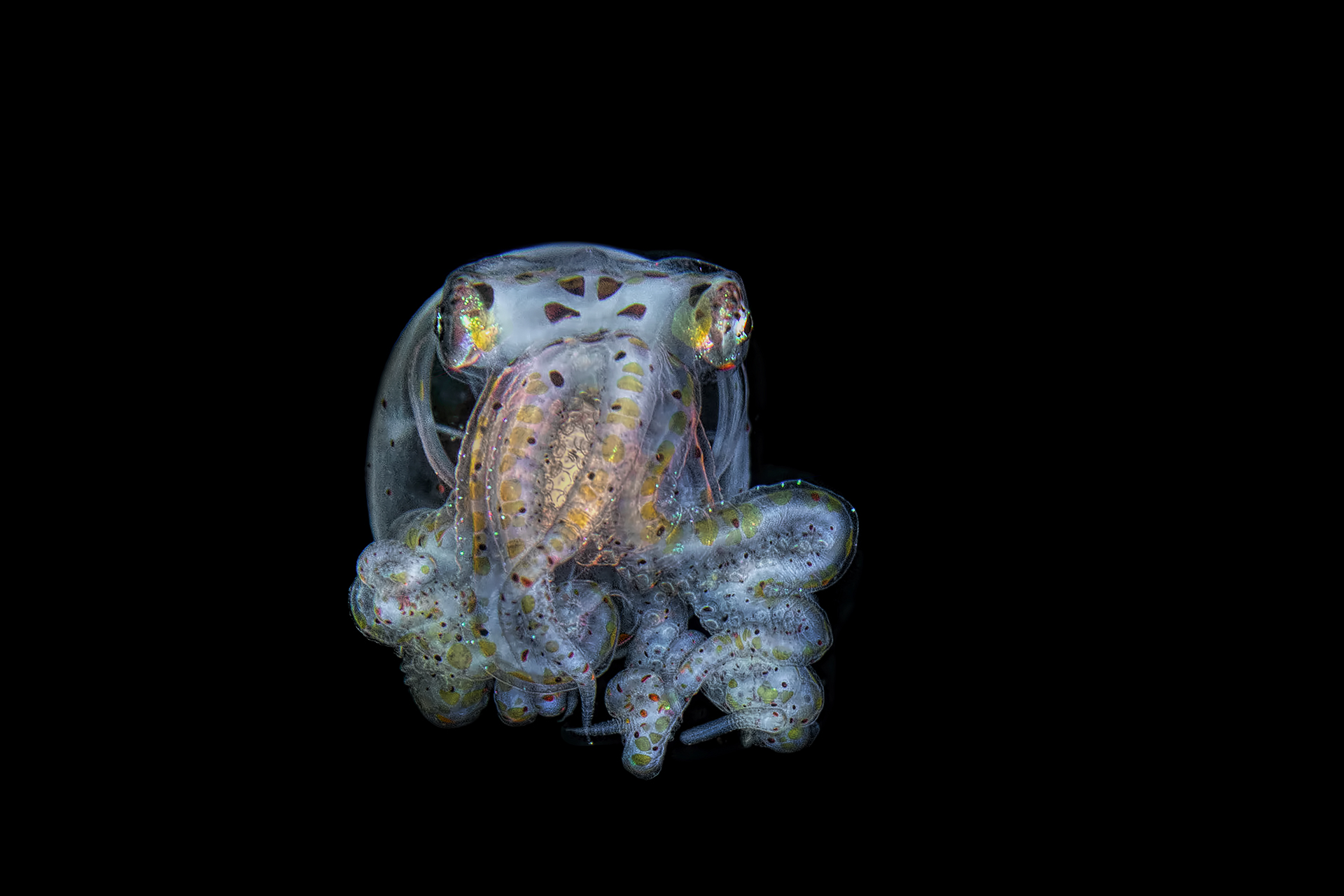  The Wonderpus Octopus (wunderpus photogenicus) juvenile...