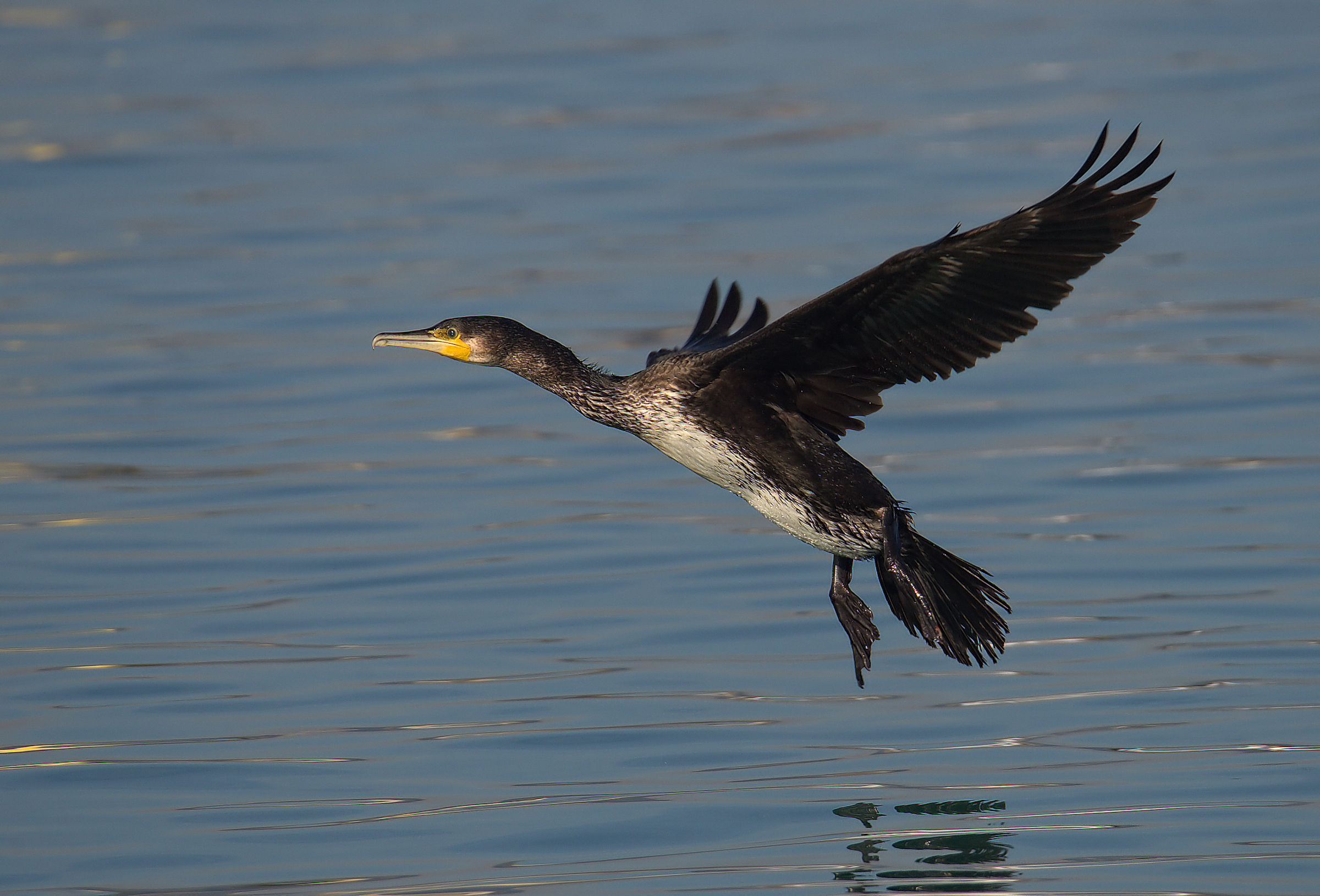Cormorant...