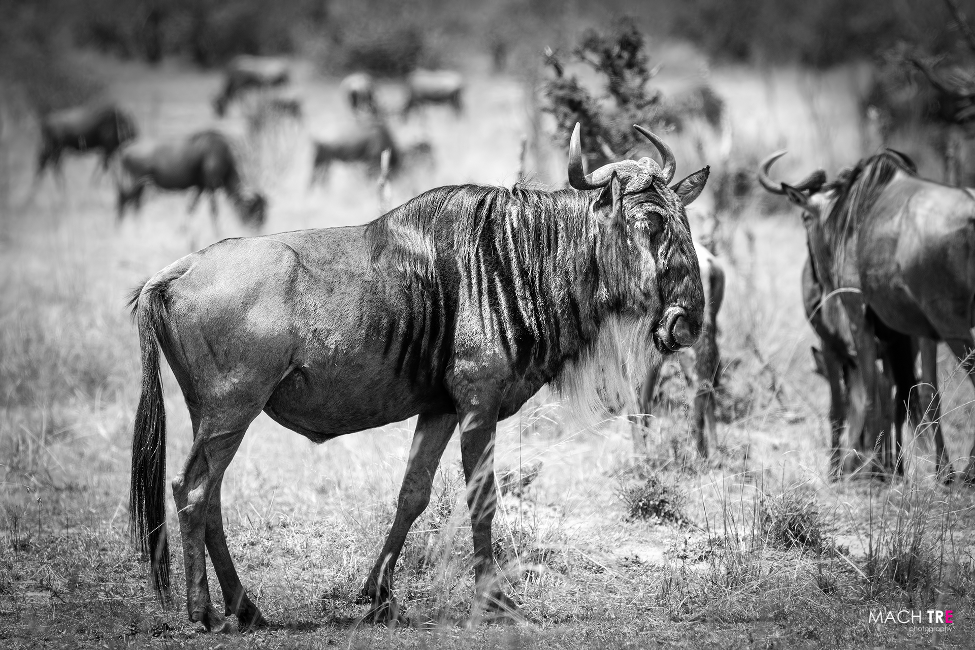 Masai Mara - Gnu...