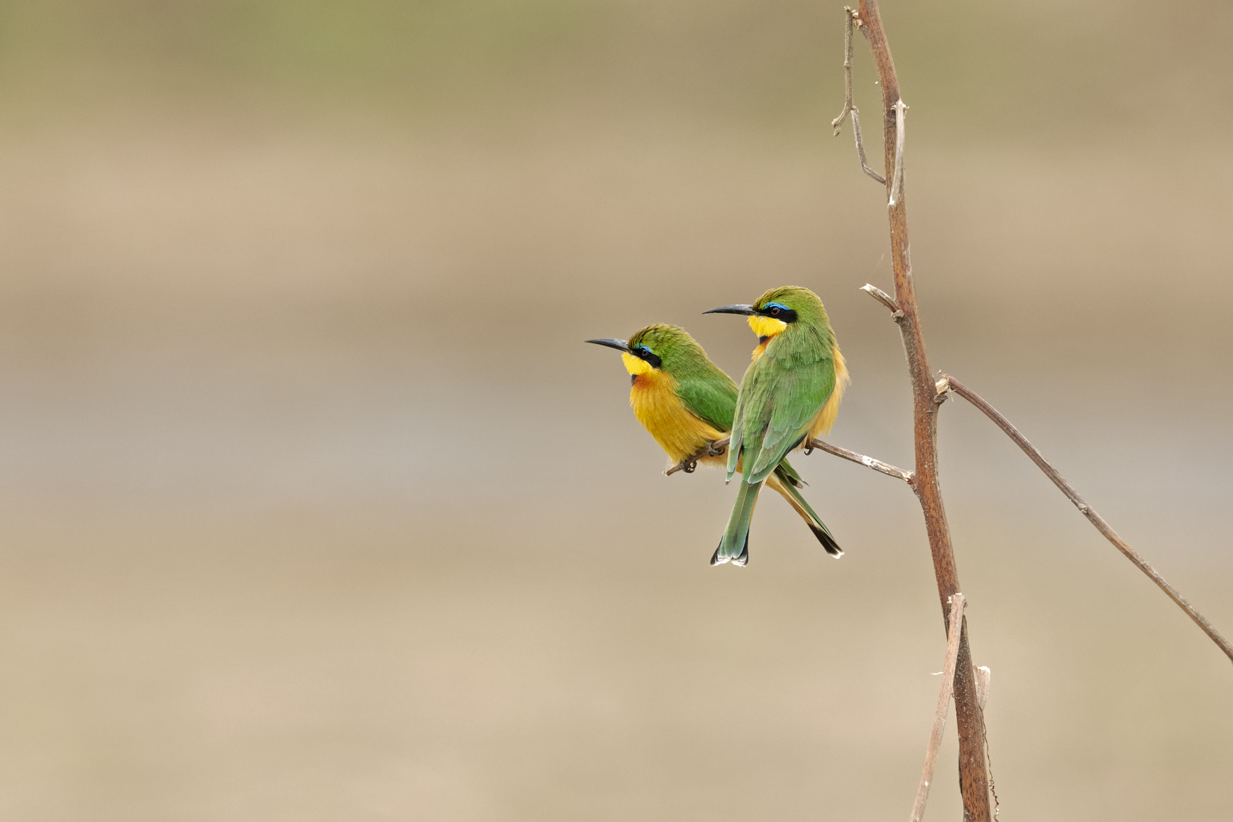 Little Bee-eater...