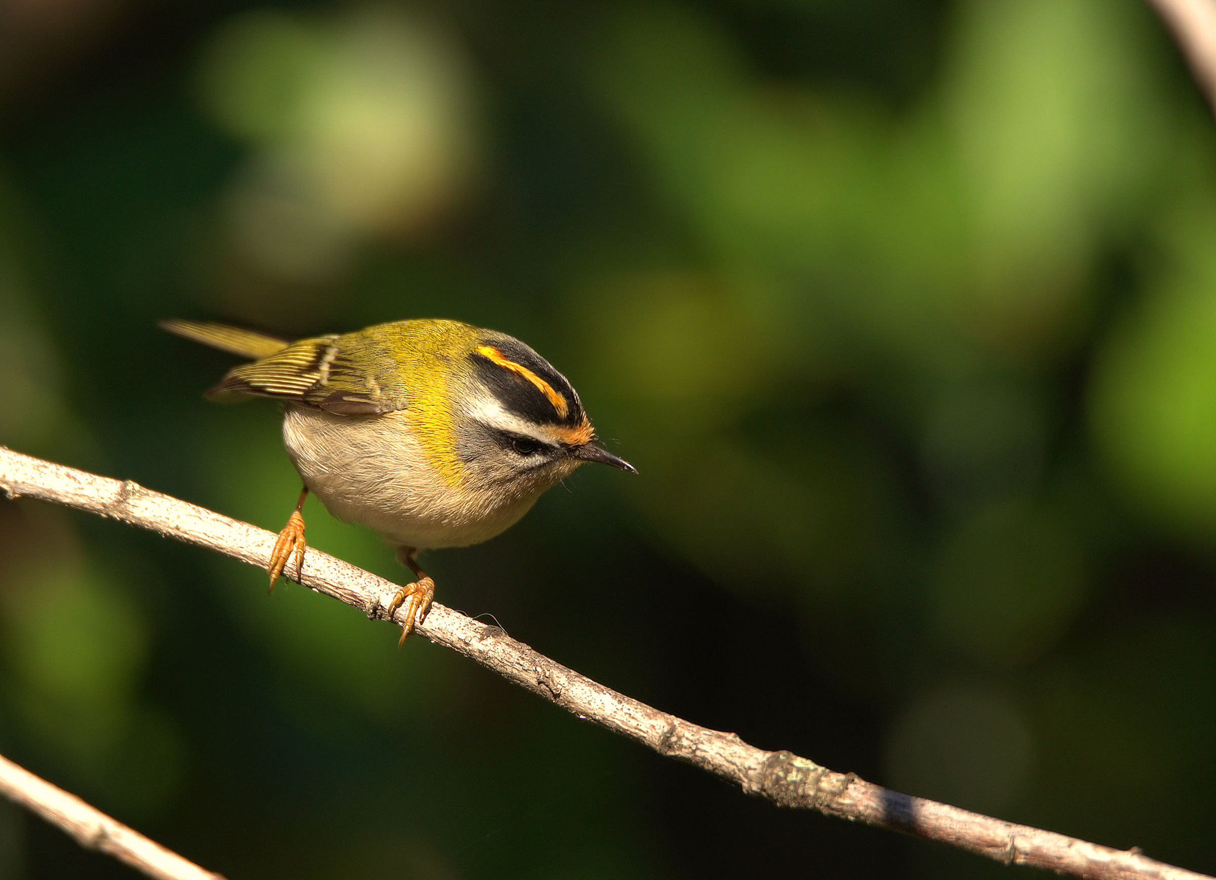 Firecrest...