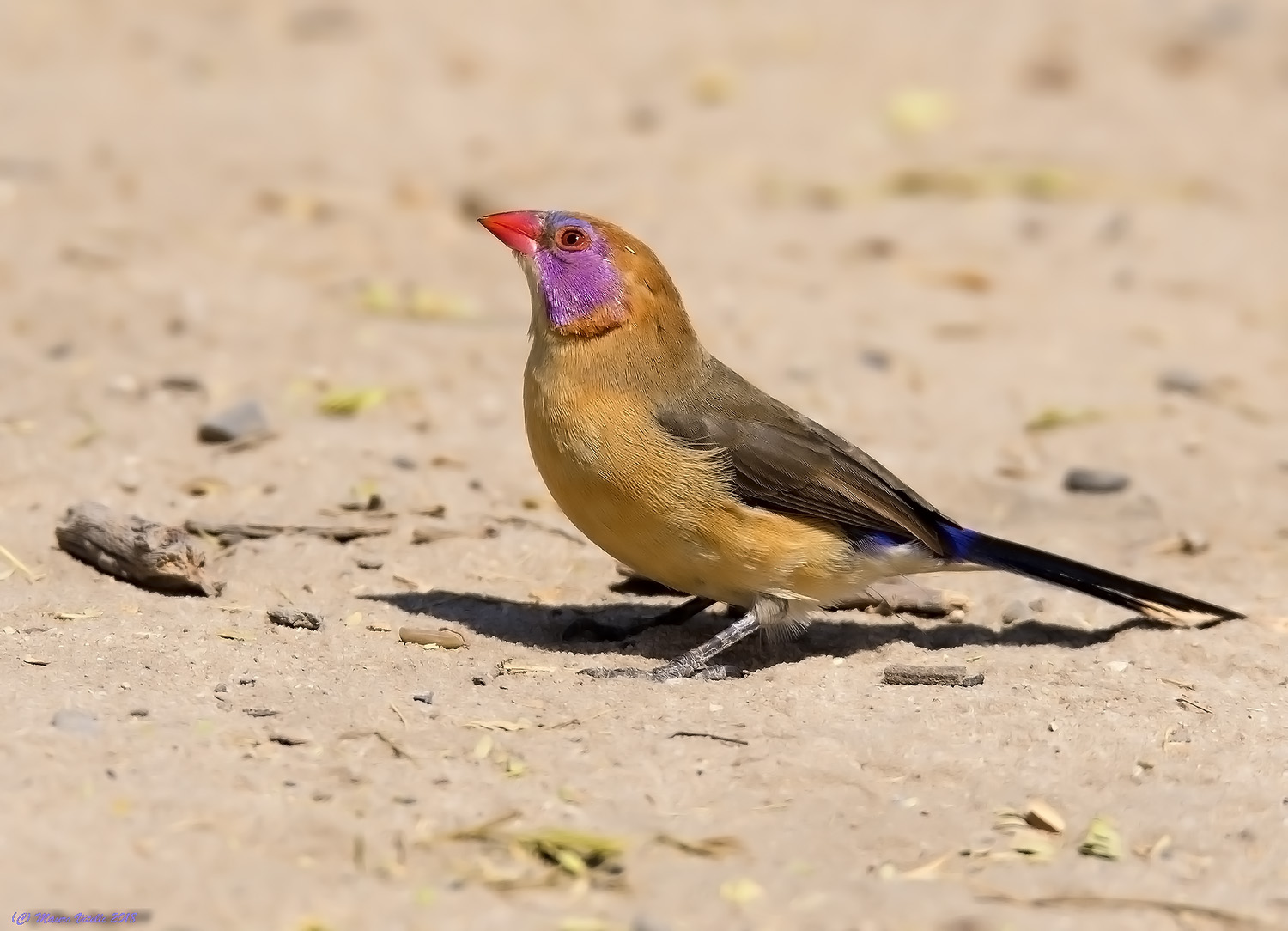 Violet-eared Waxbill (Granatina grenadine) Kalahari ...