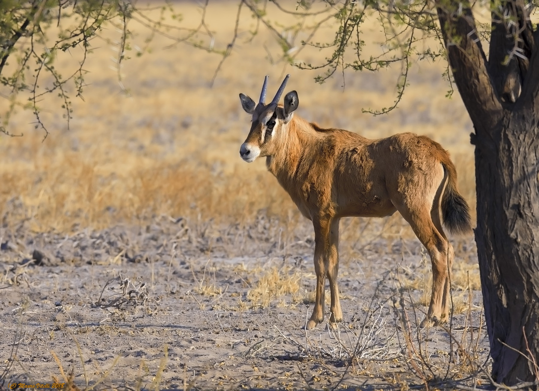 Young man of the oryx Botswana side Kalahari...