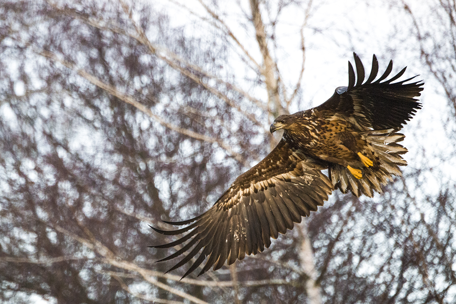Aquila...