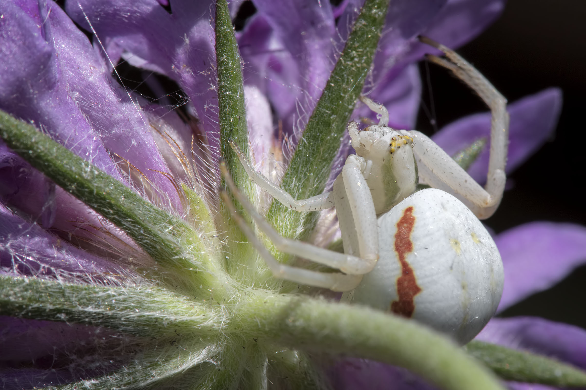 Misumenia Vatia or crab spider...