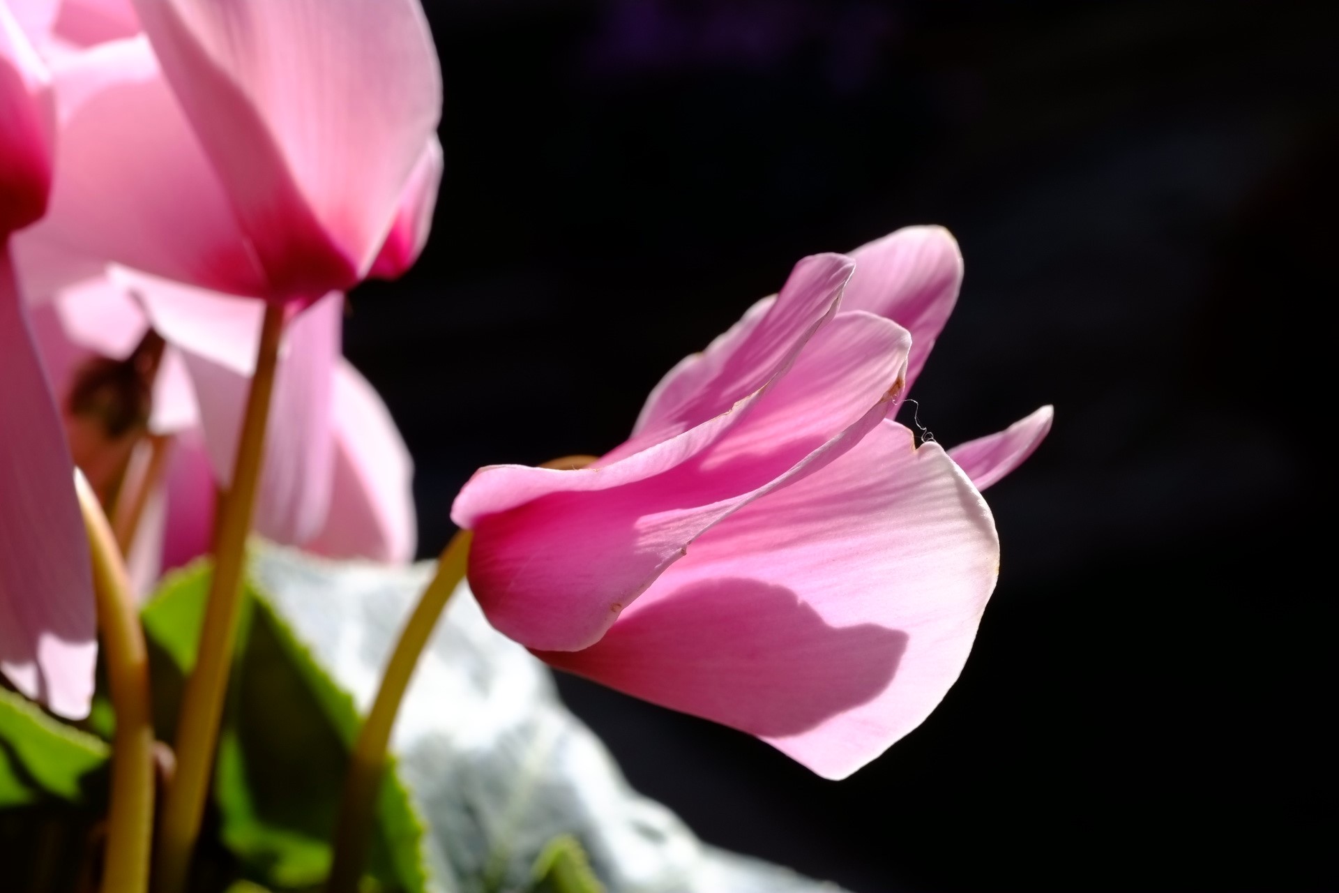 Macro Tests...