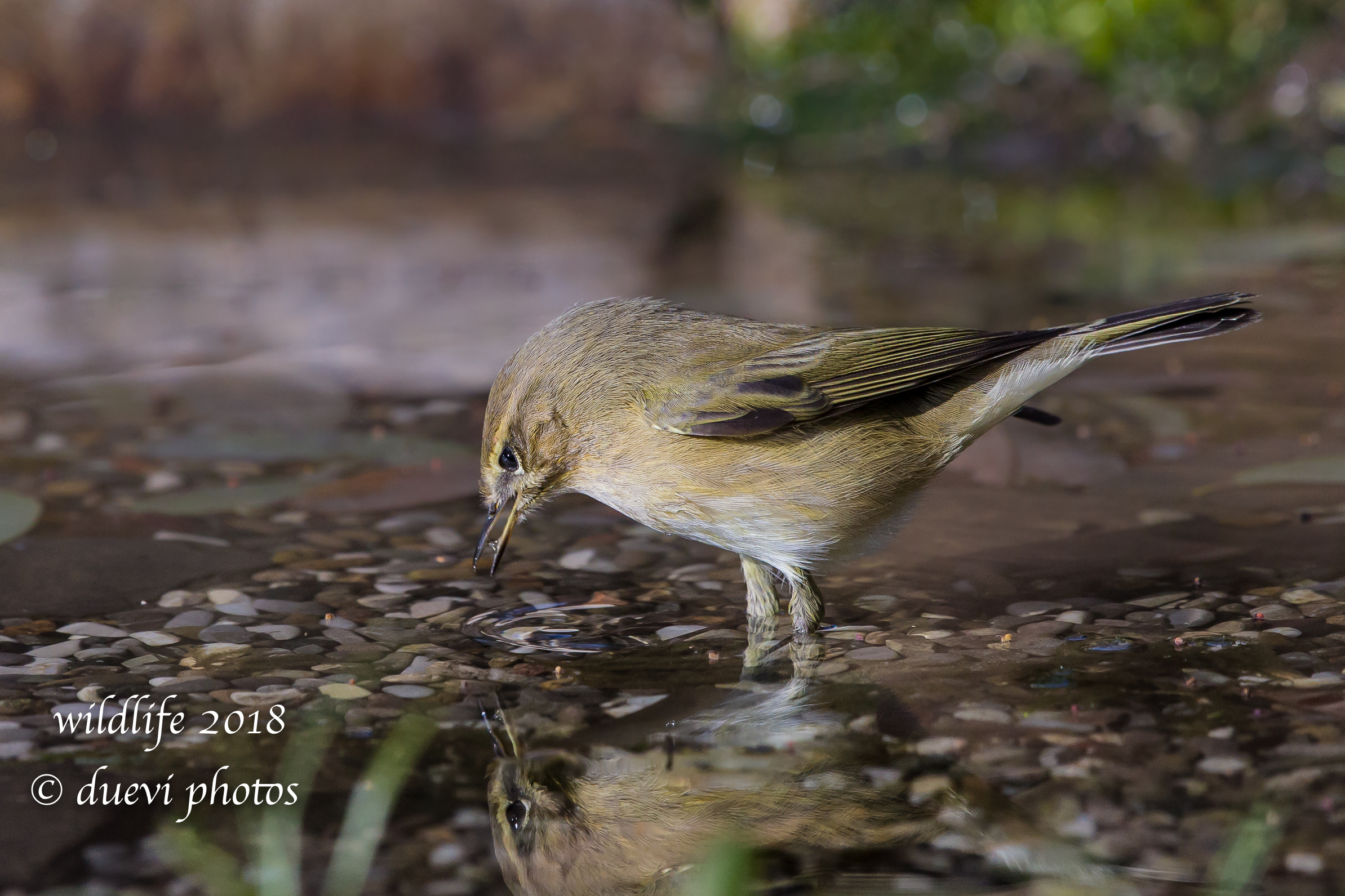 Little Luì-Phylloscopus collybita...