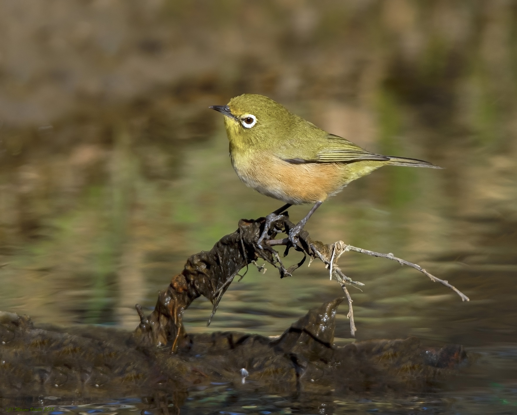 Orange River White-Eye (Zosterops capensis) South Africa...