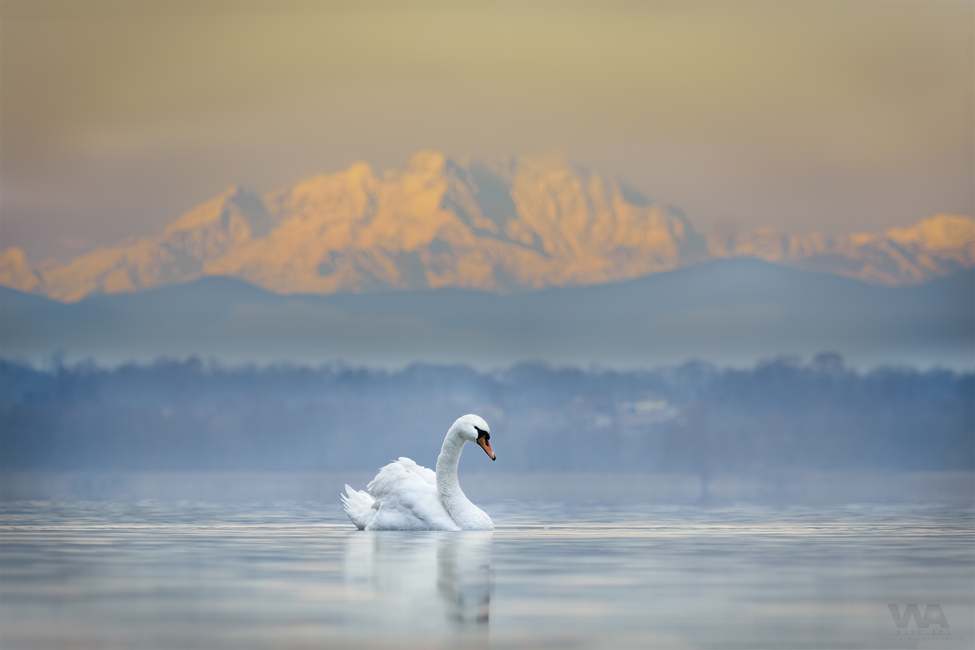 Swan in the Monte Rosa...